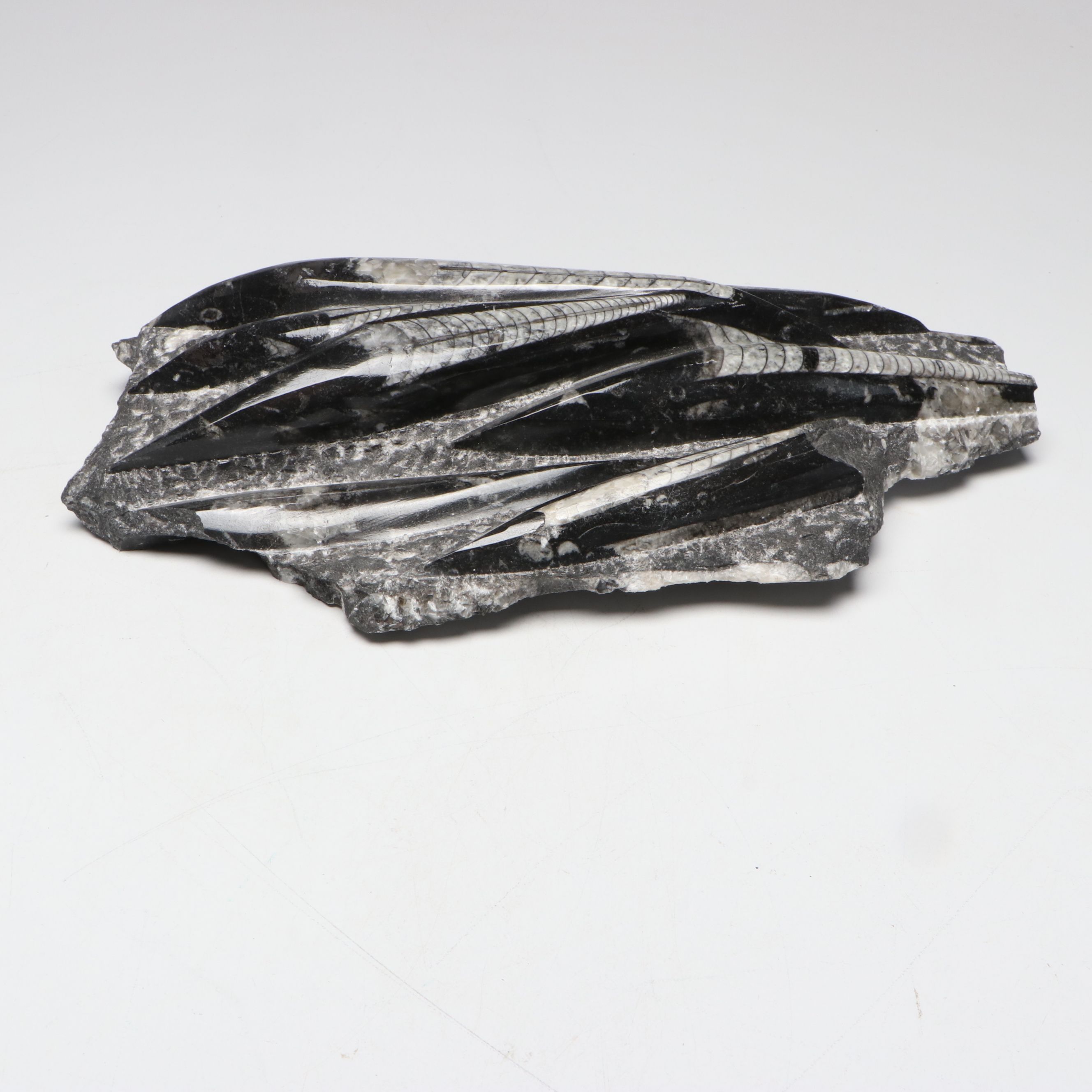 Orthoconic Cephalopod Specimen Carved and Polished Slab