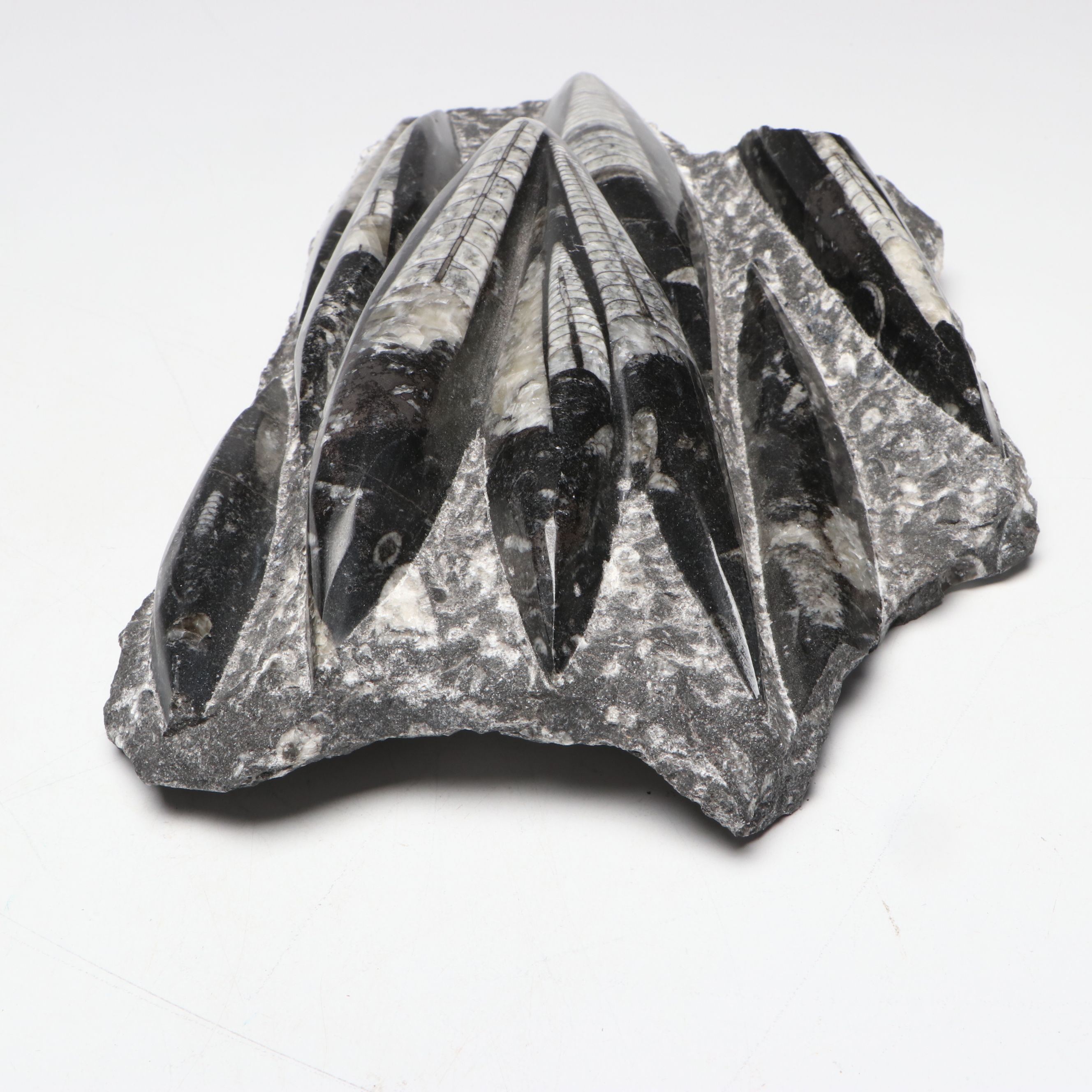 Orthoconic Cephalopod Specimen Carved and Polished Slab