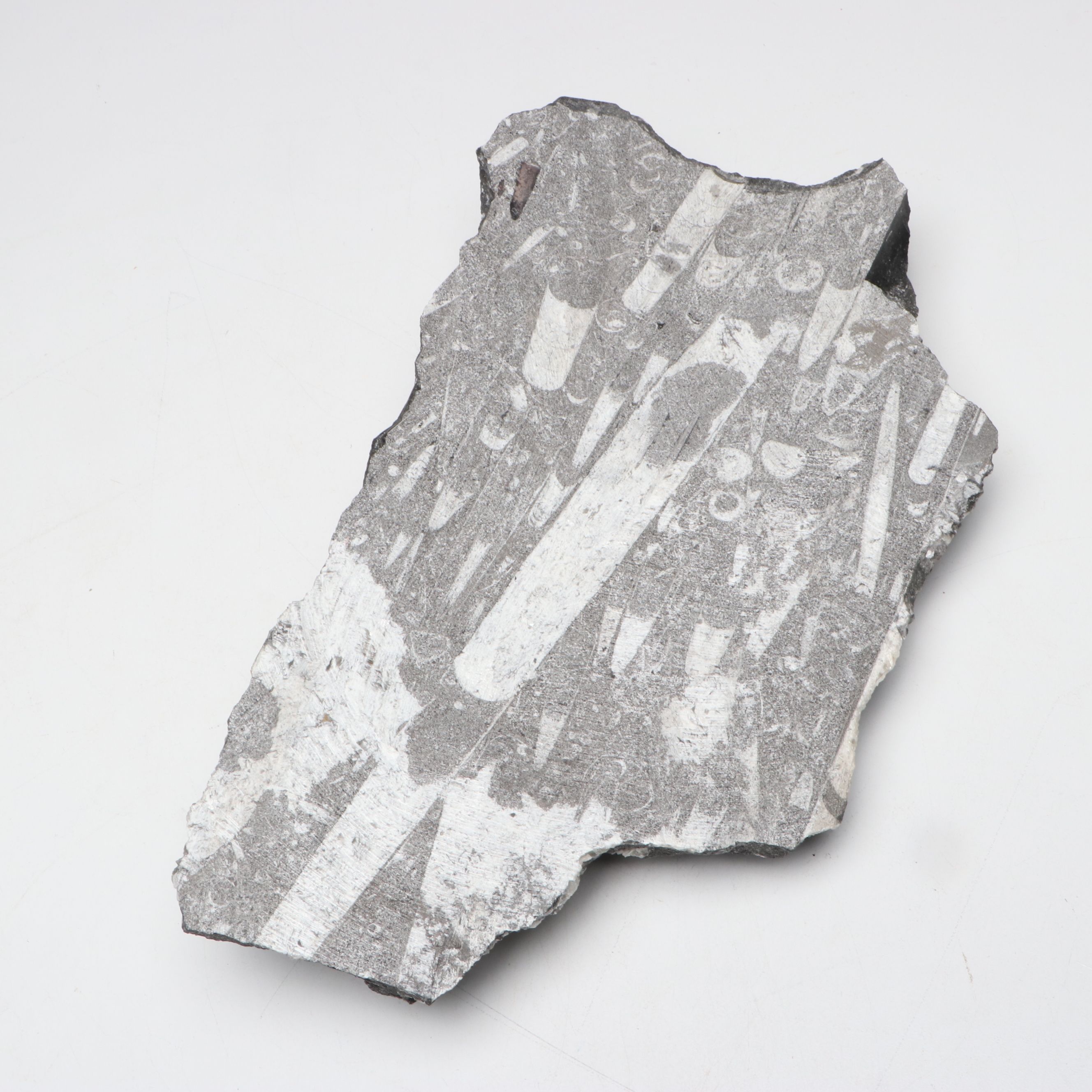 Orthoconic Cephalopod Specimen Carved and Polished Slab