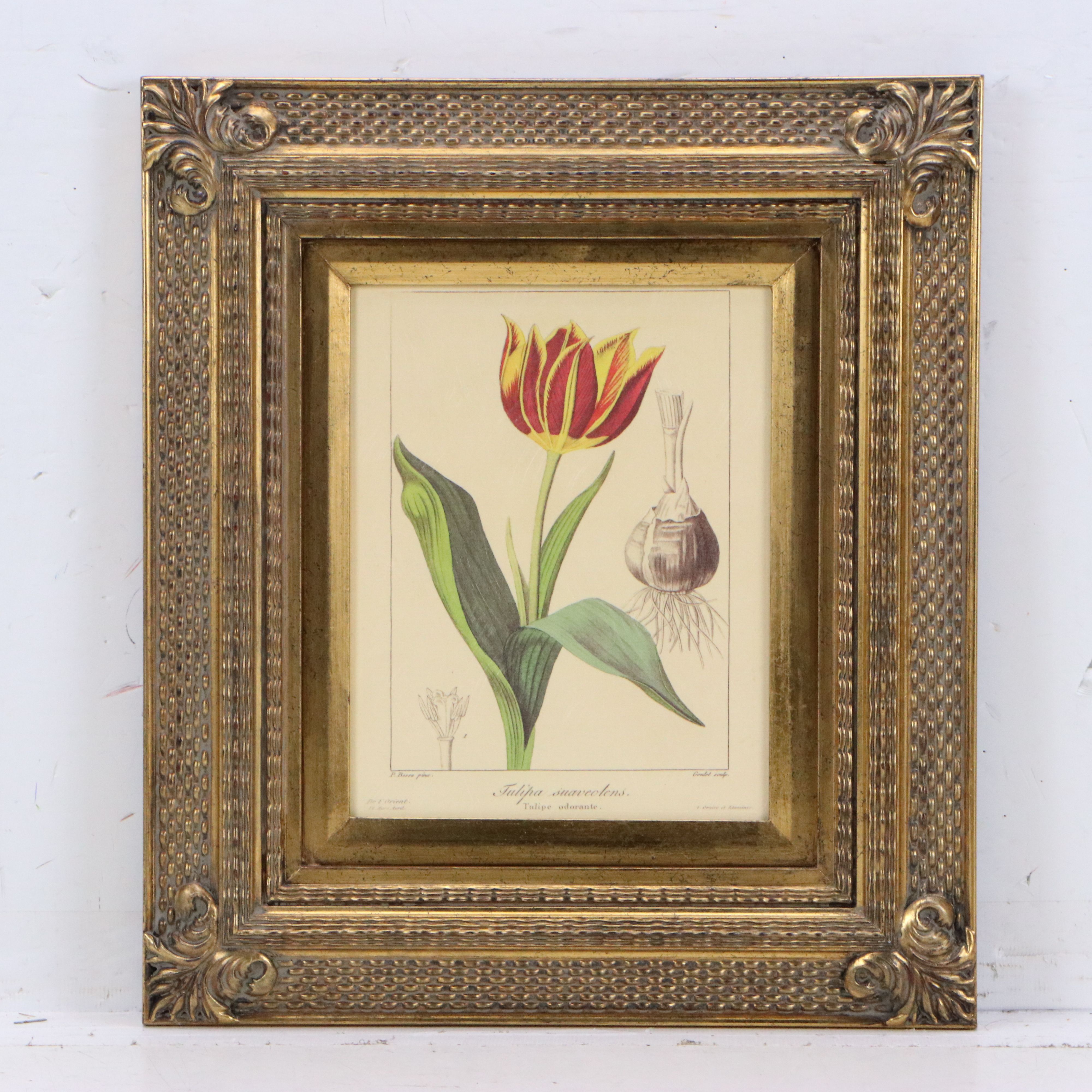 Botanical Illustration Reproduction Offset Lithographs