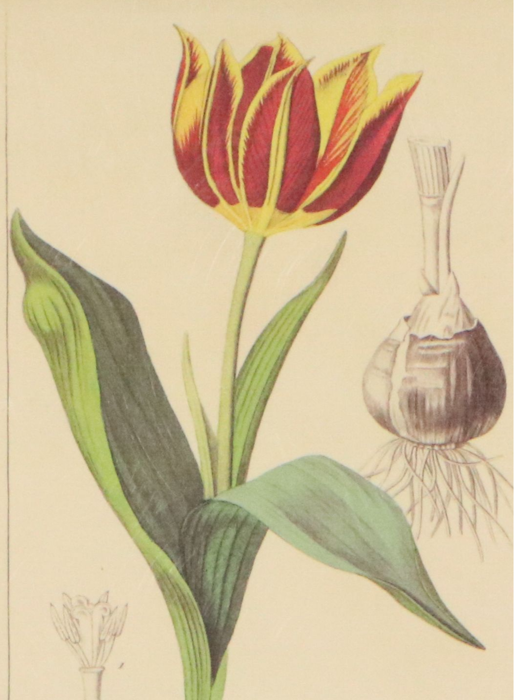 Botanical Illustration Reproduction Offset Lithographs