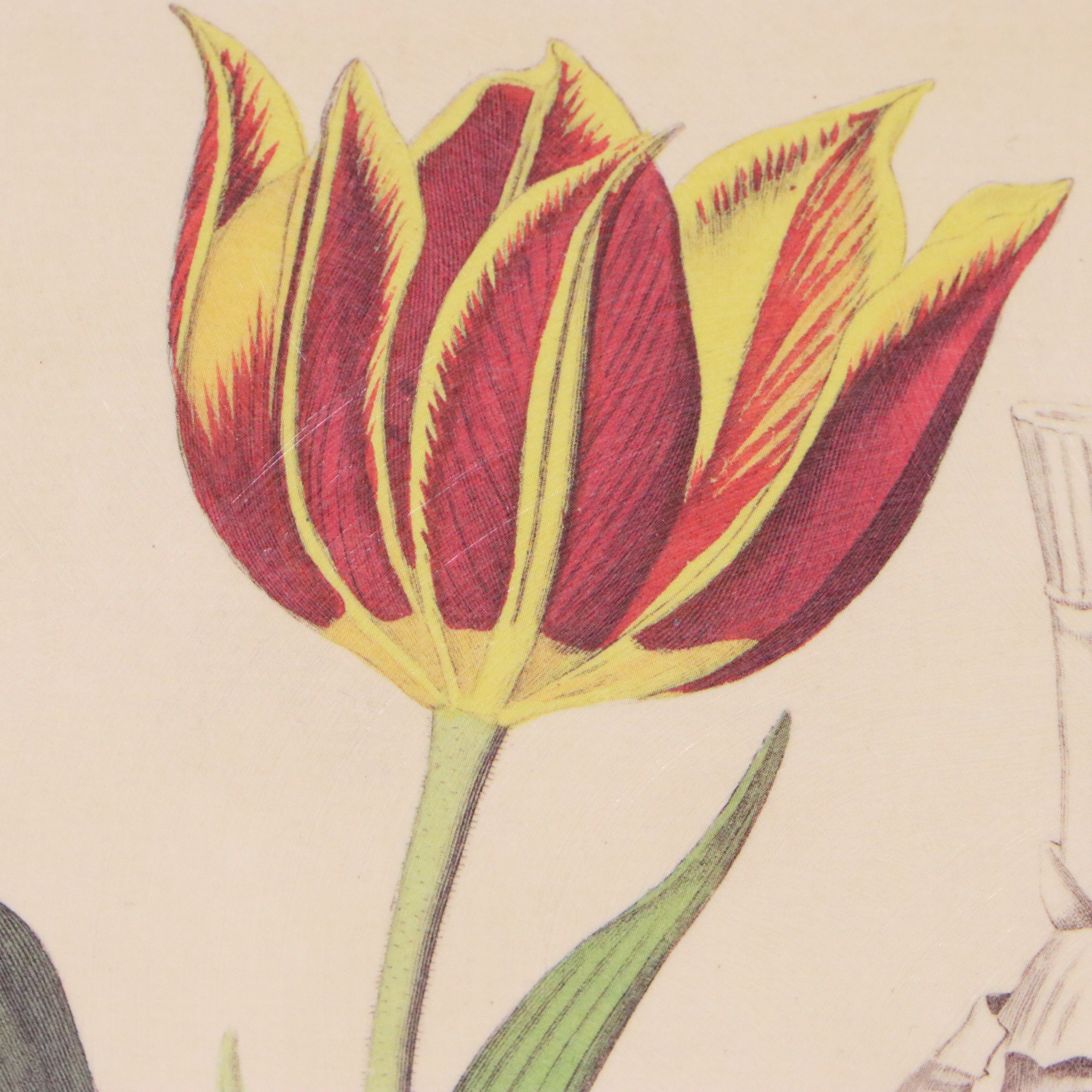 Botanical Illustration Reproduction Offset Lithographs