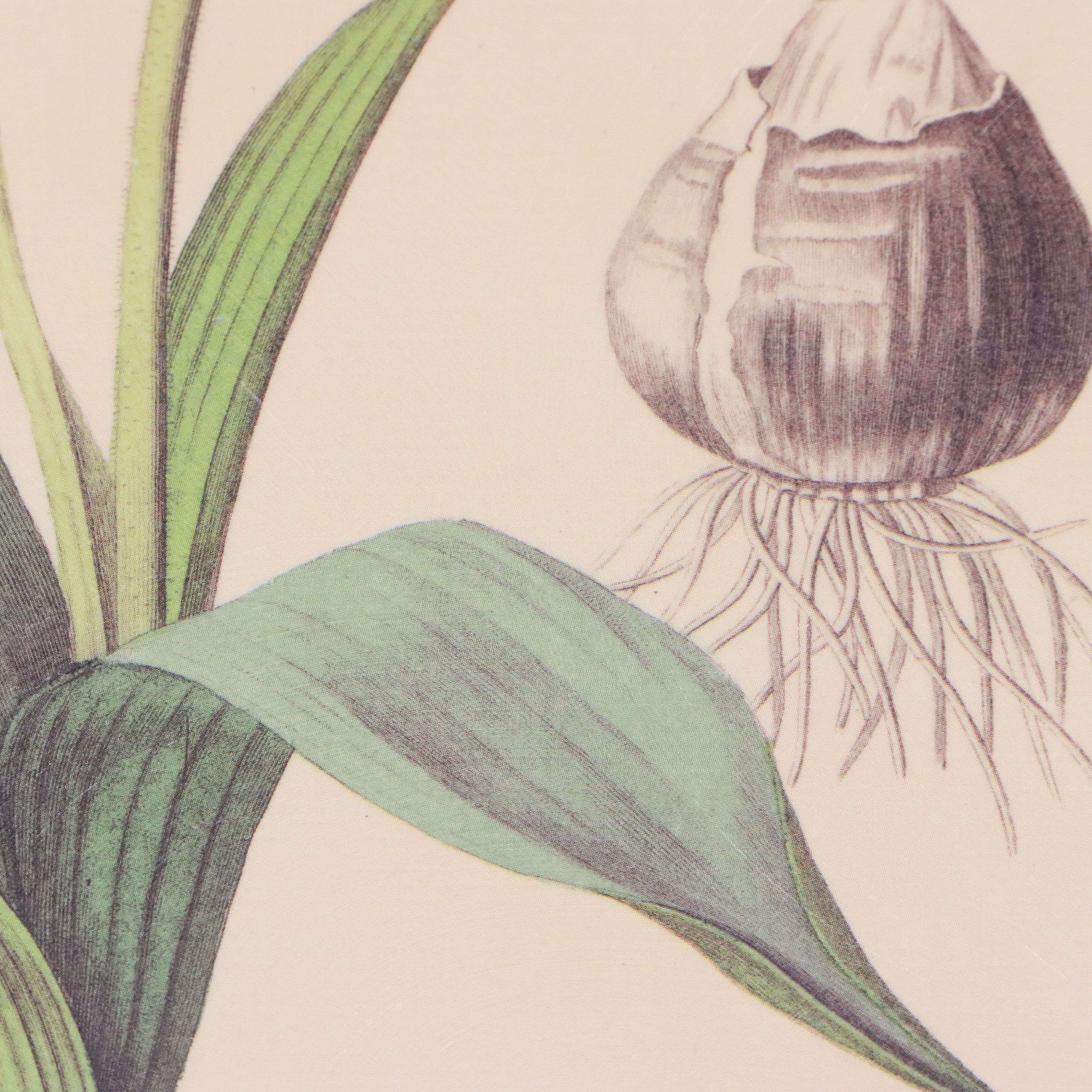 Botanical Illustration Reproduction Offset Lithographs