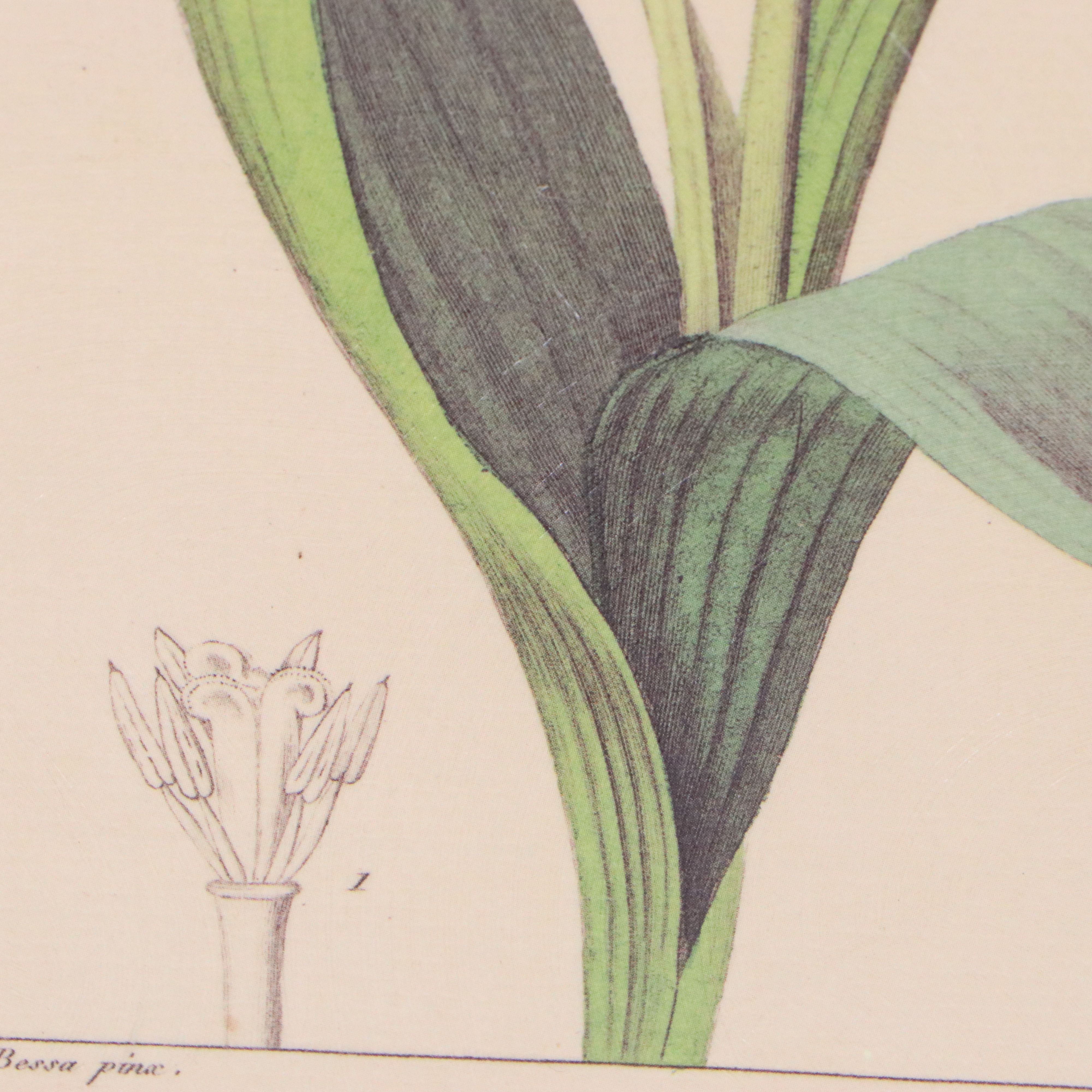 Botanical Illustration Reproduction Offset Lithographs