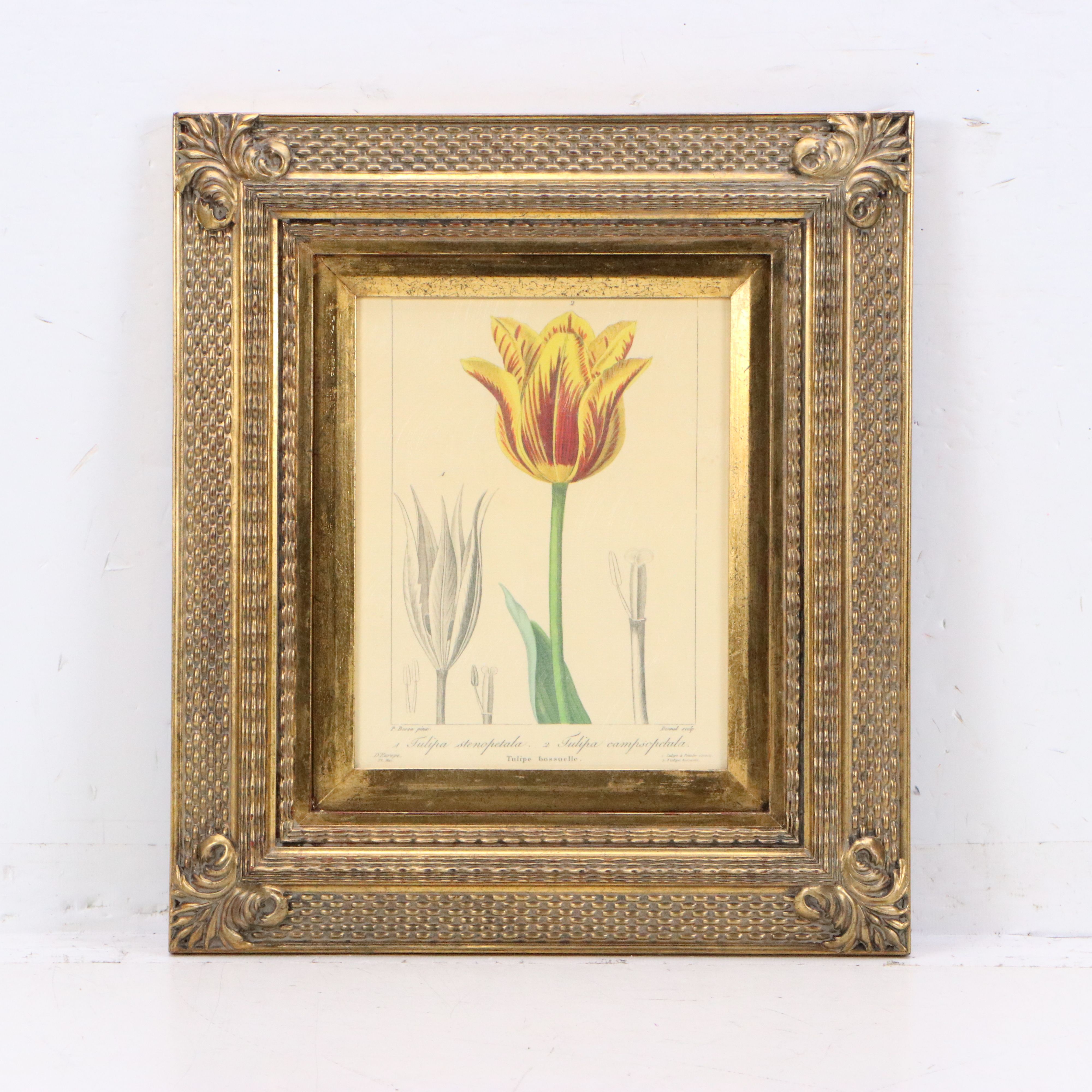 Botanical Illustration Reproduction Offset Lithographs