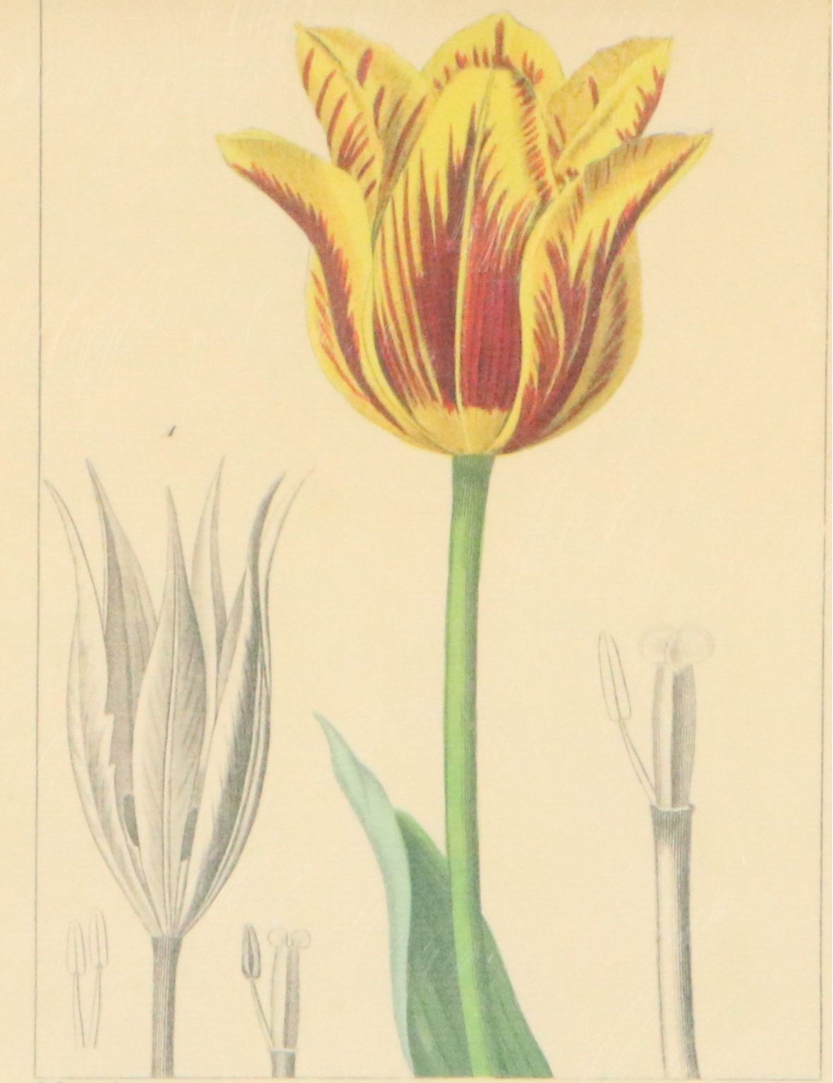 Botanical Illustration Reproduction Offset Lithographs