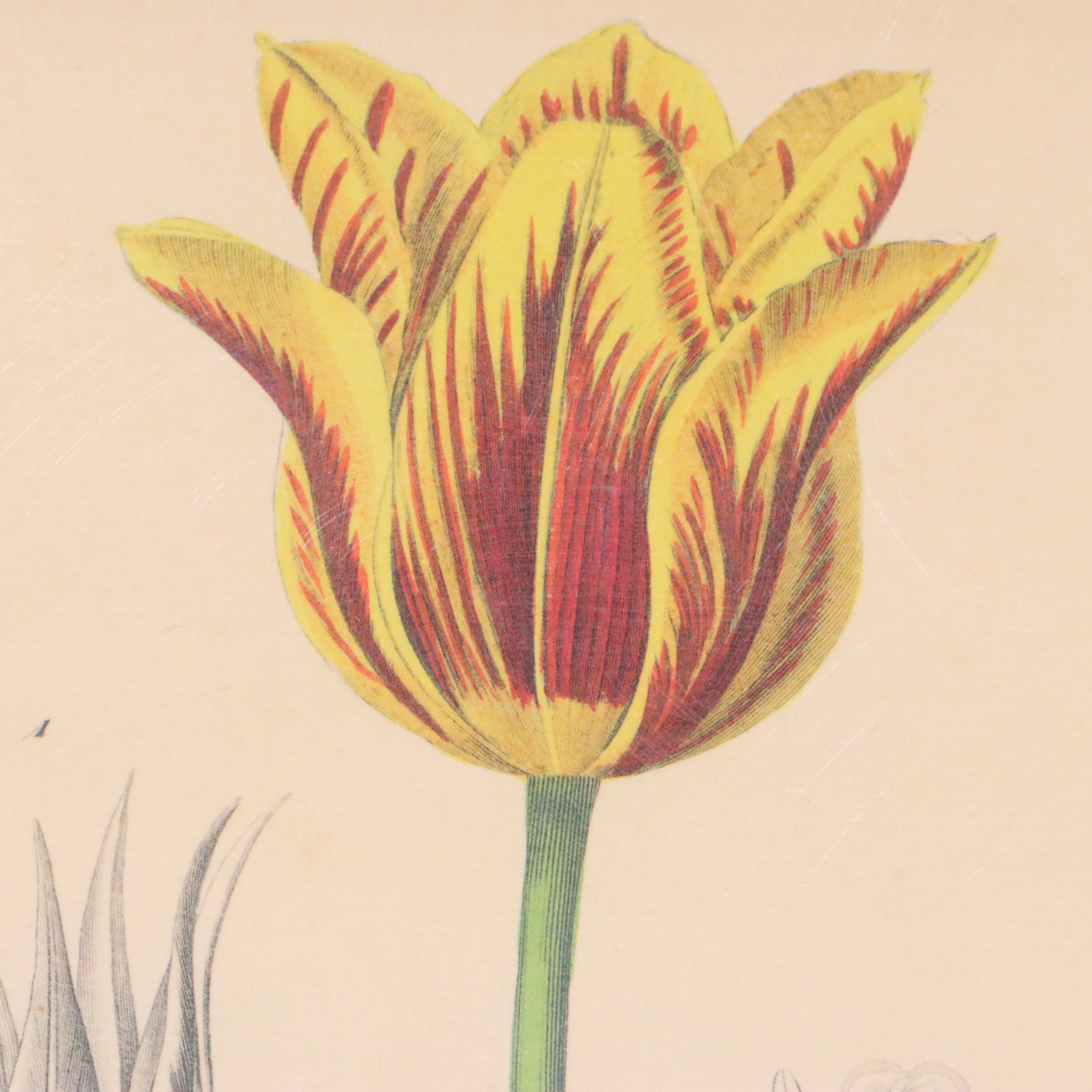 Botanical Illustration Reproduction Offset Lithographs