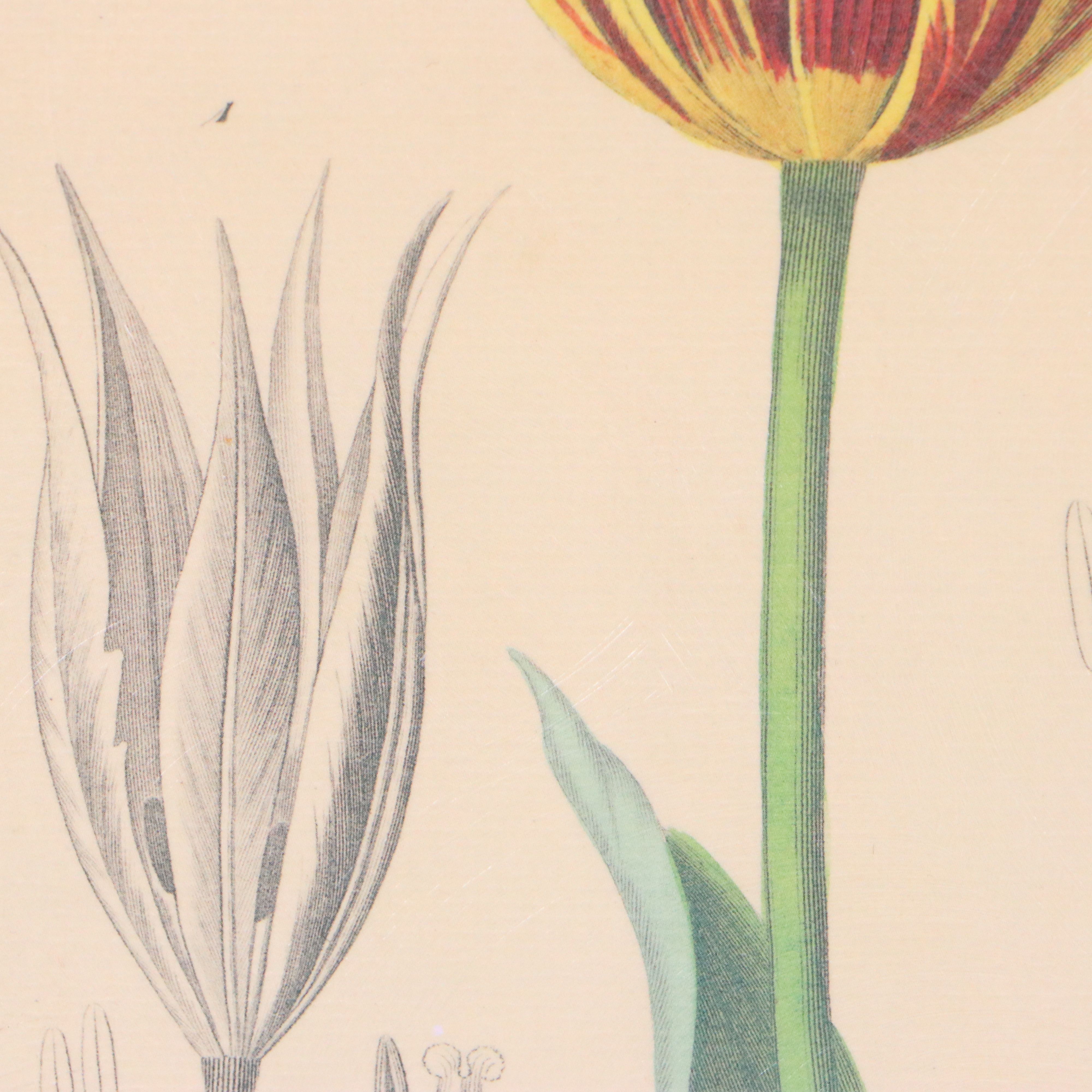 Botanical Illustration Reproduction Offset Lithographs