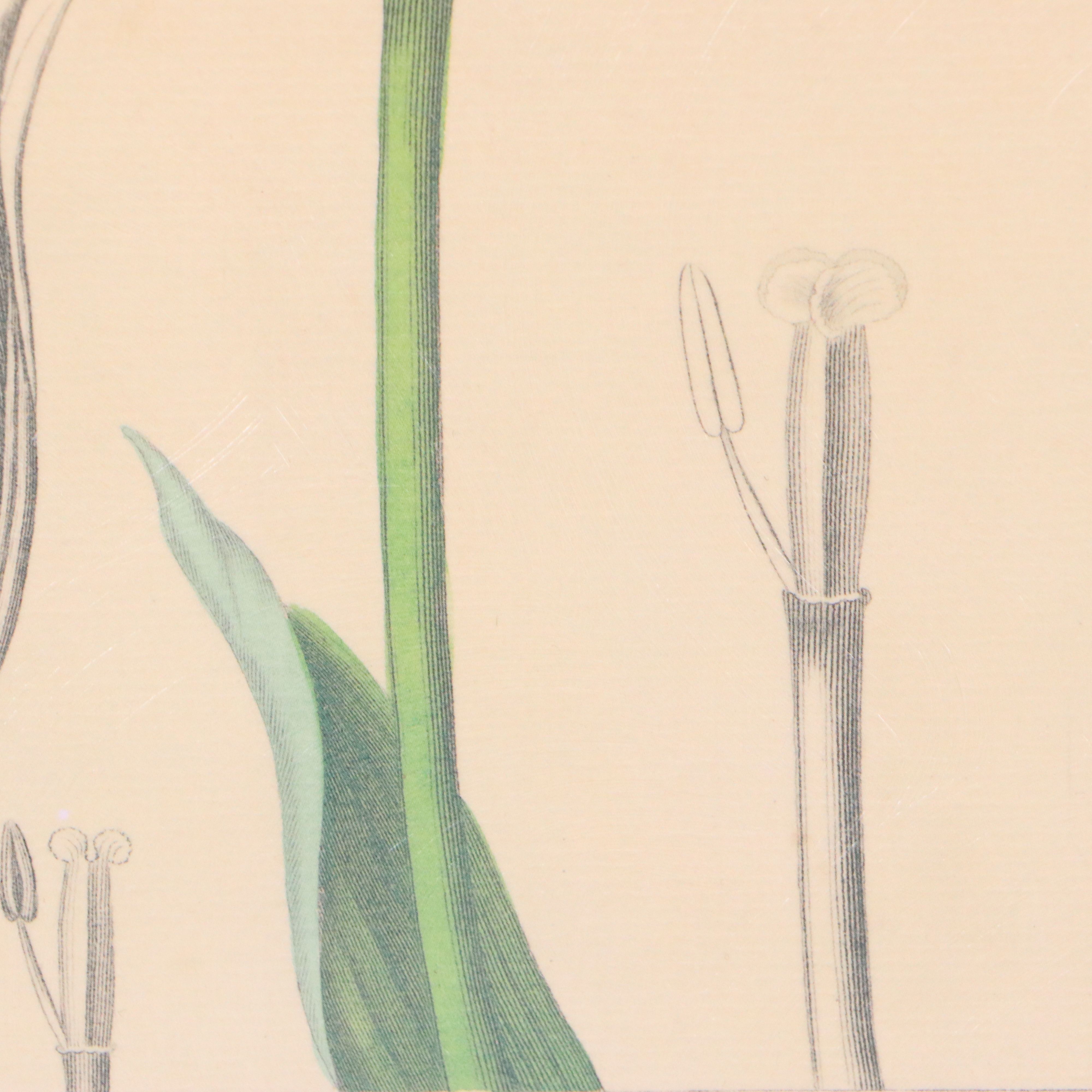 Botanical Illustration Reproduction Offset Lithographs