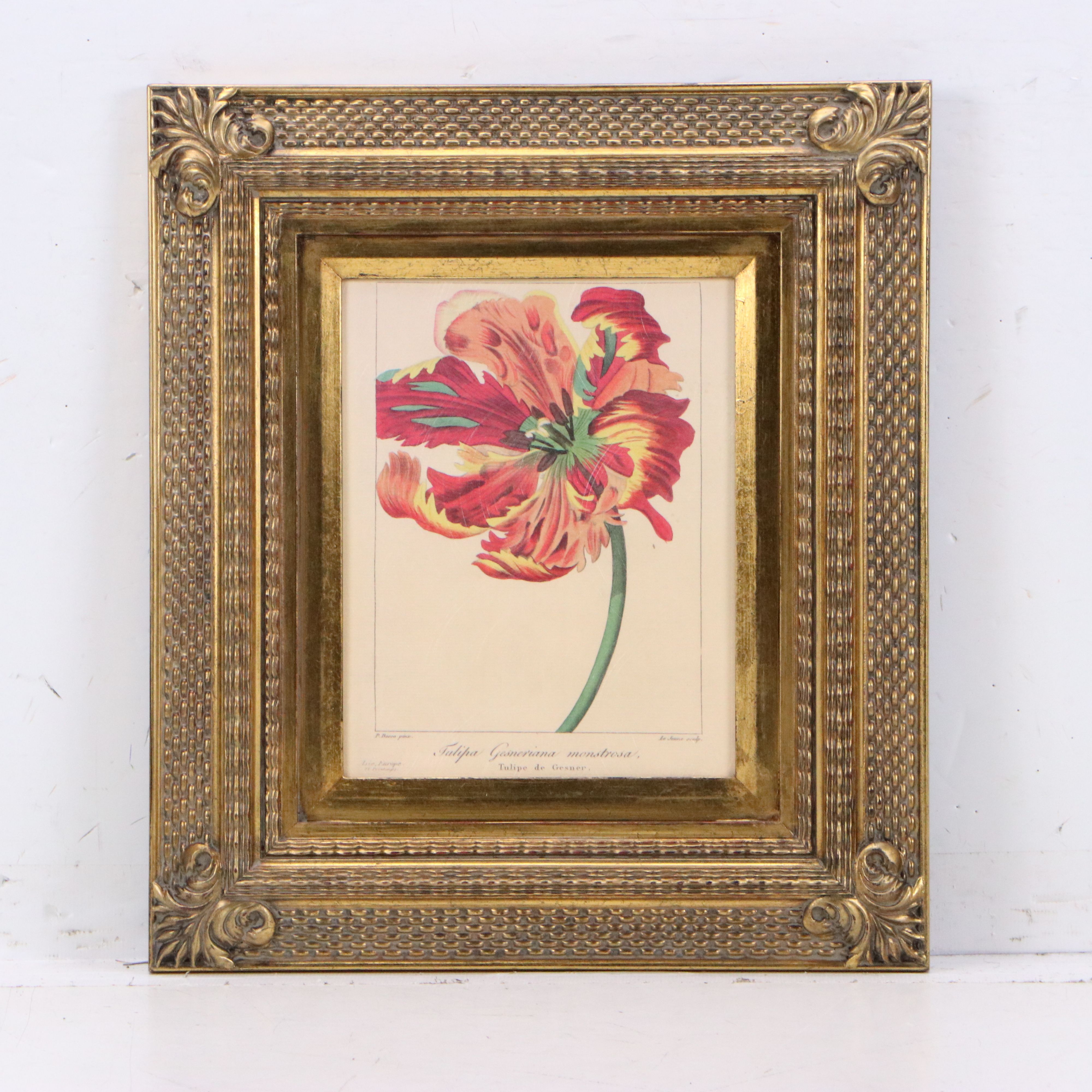 Botanical Illustration Reproduction Offset Lithographs