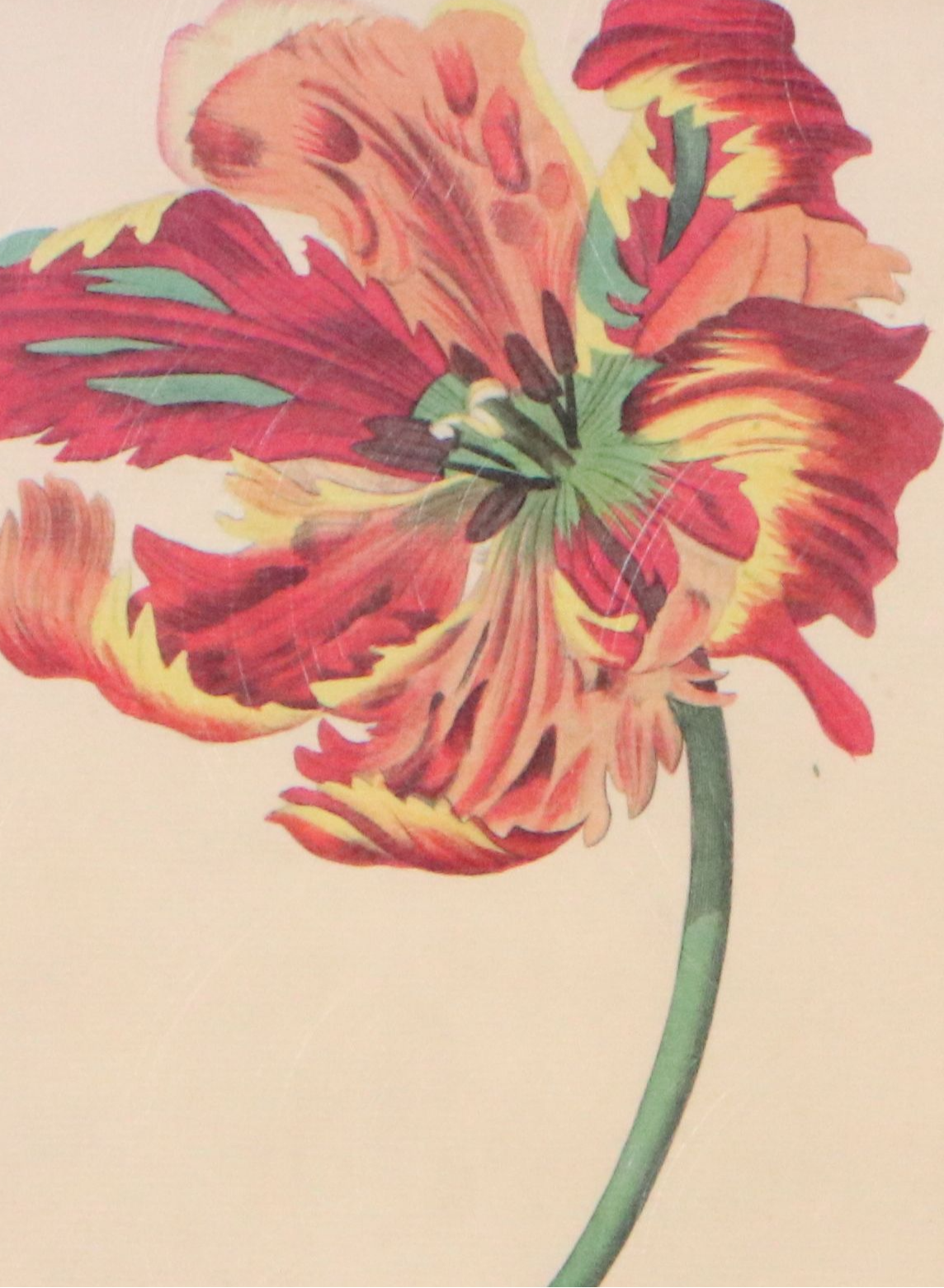 Botanical Illustration Reproduction Offset Lithographs