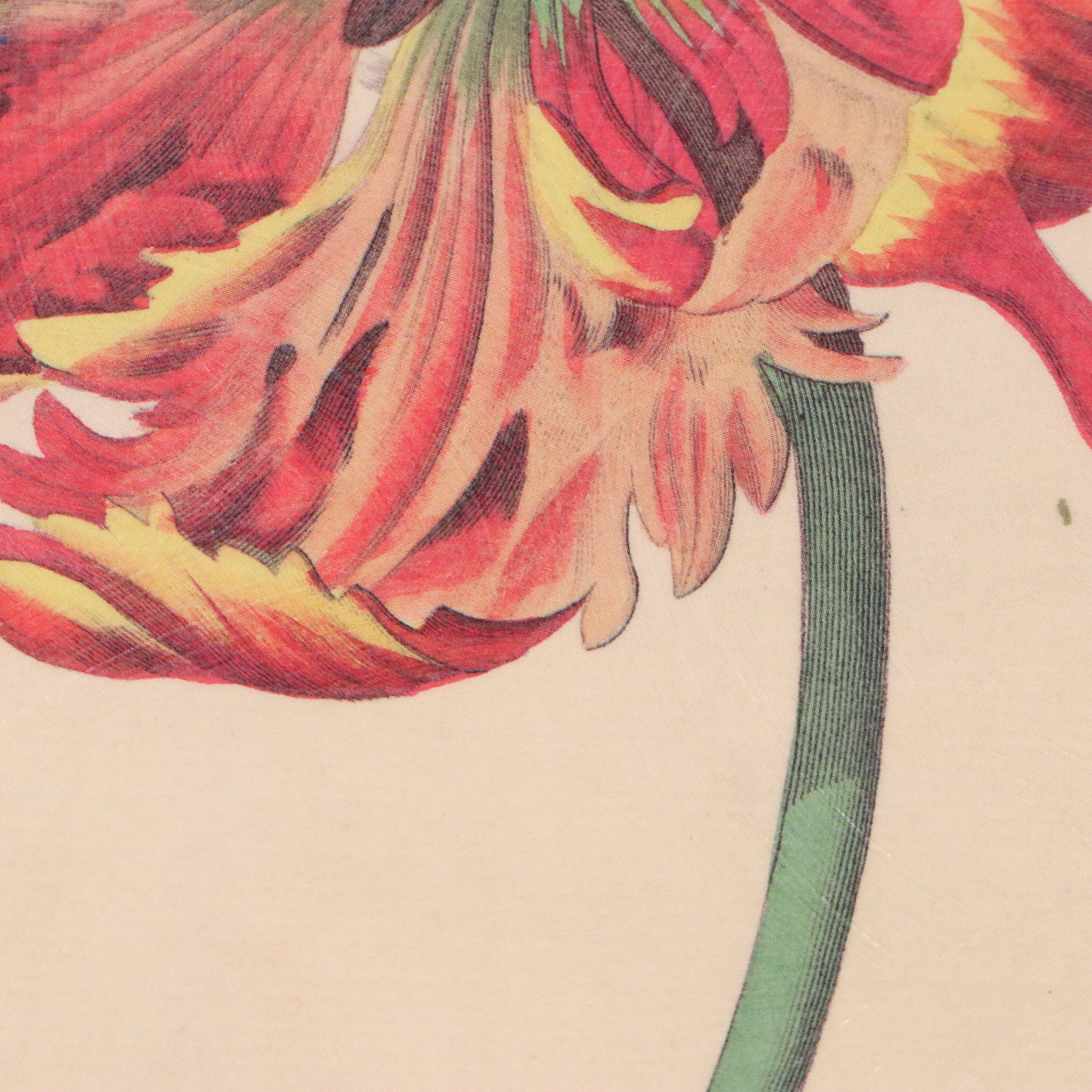 Botanical Illustration Reproduction Offset Lithographs