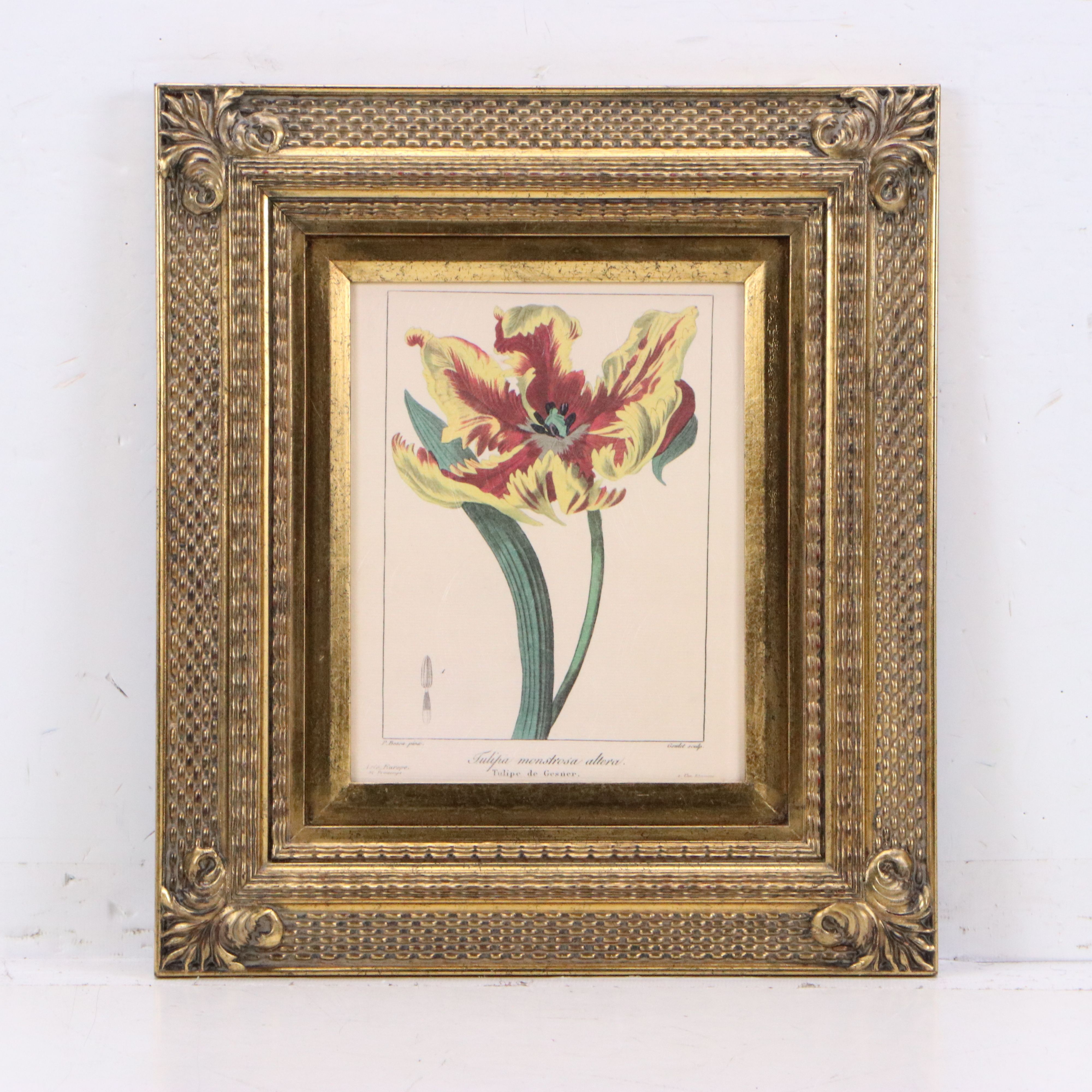 Botanical Illustration Reproduction Offset Lithographs