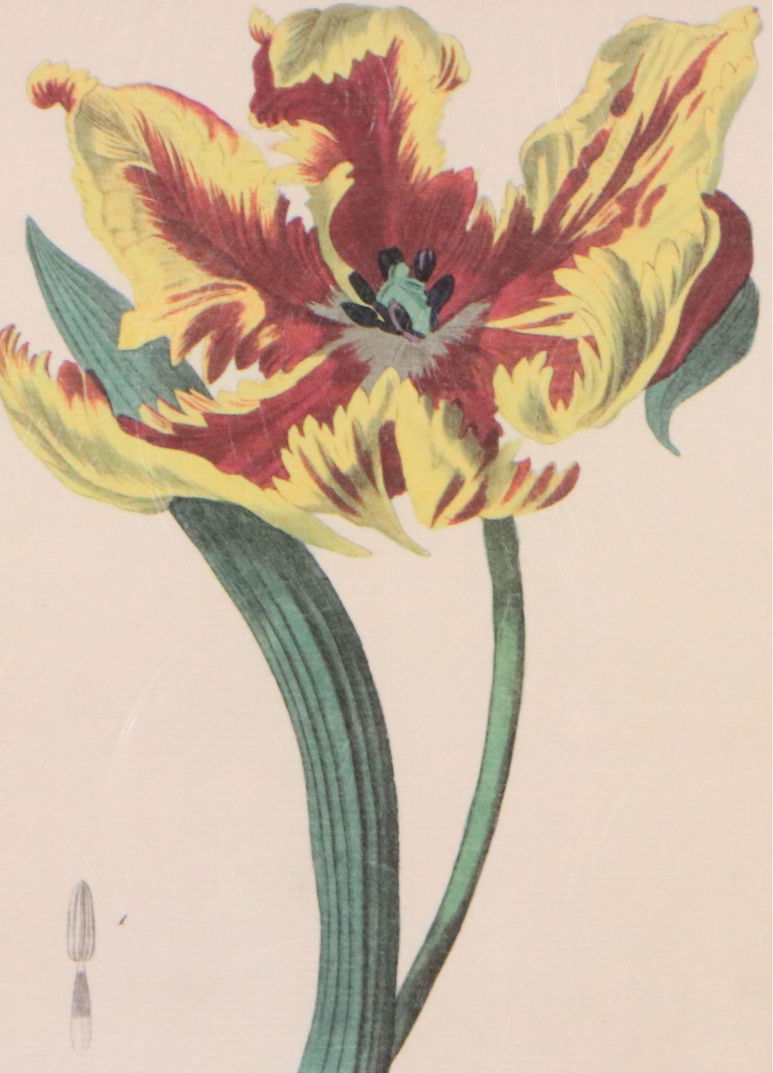 Botanical Illustration Reproduction Offset Lithographs