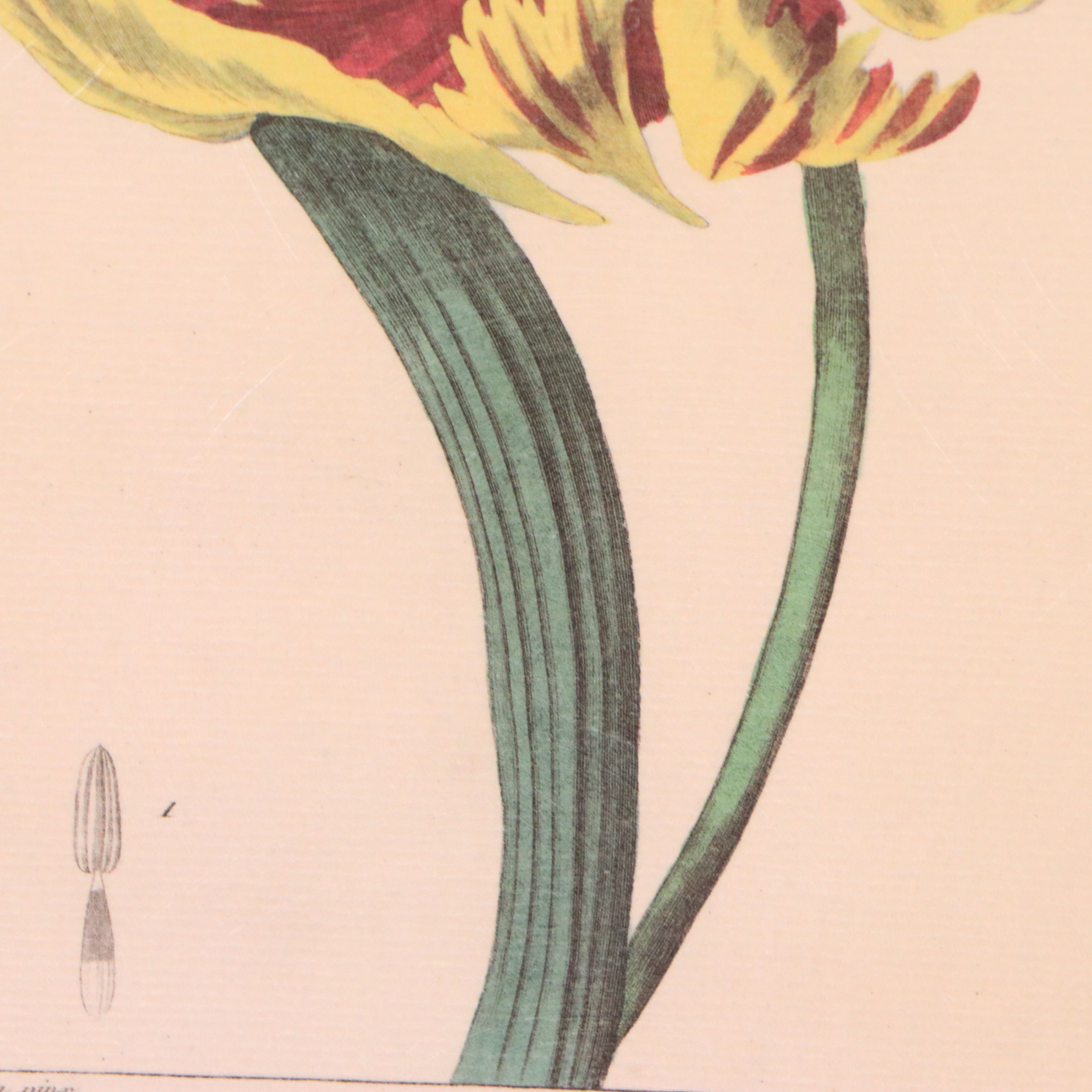 Botanical Illustration Reproduction Offset Lithographs