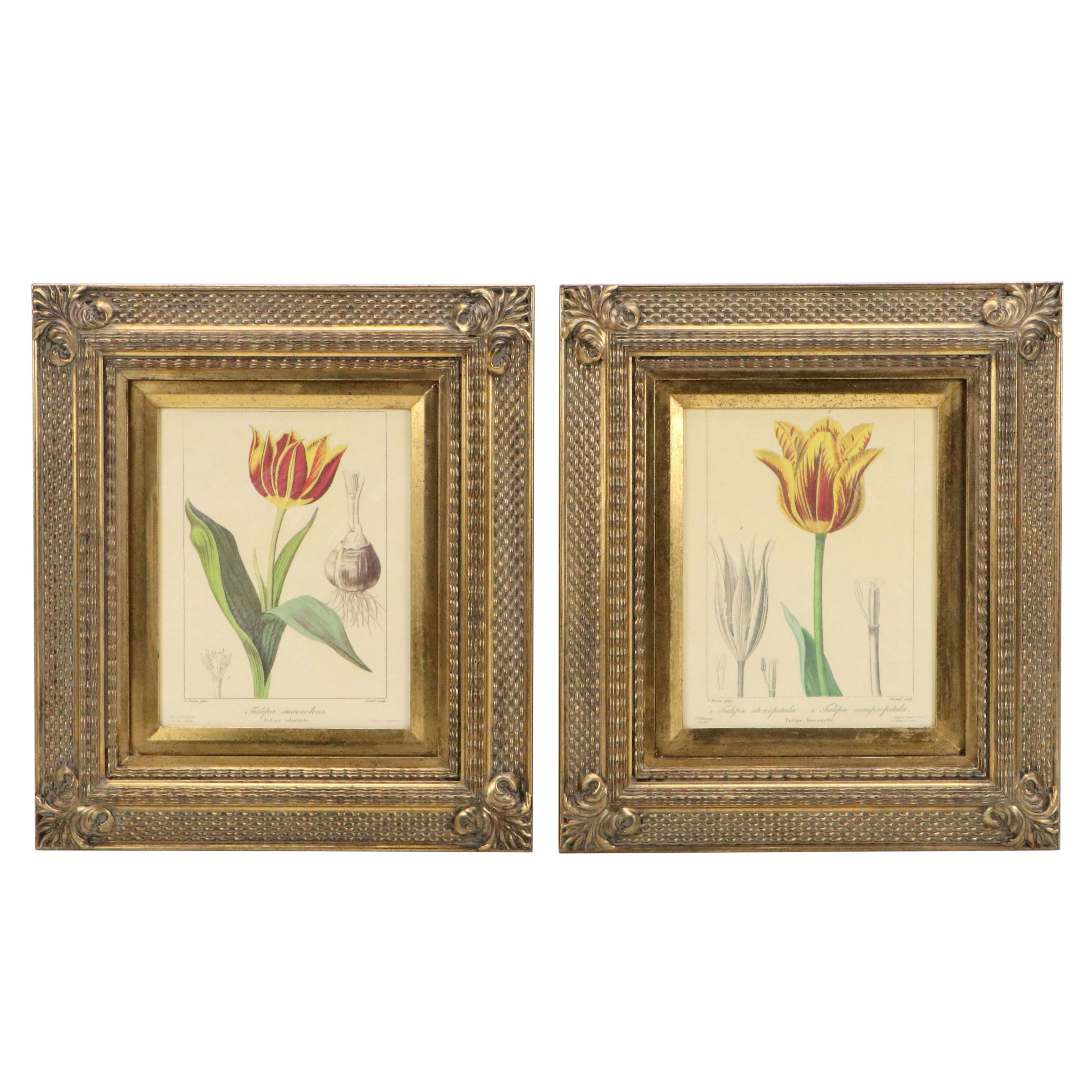 Botanical Illustration Reproduction Offset Lithographs