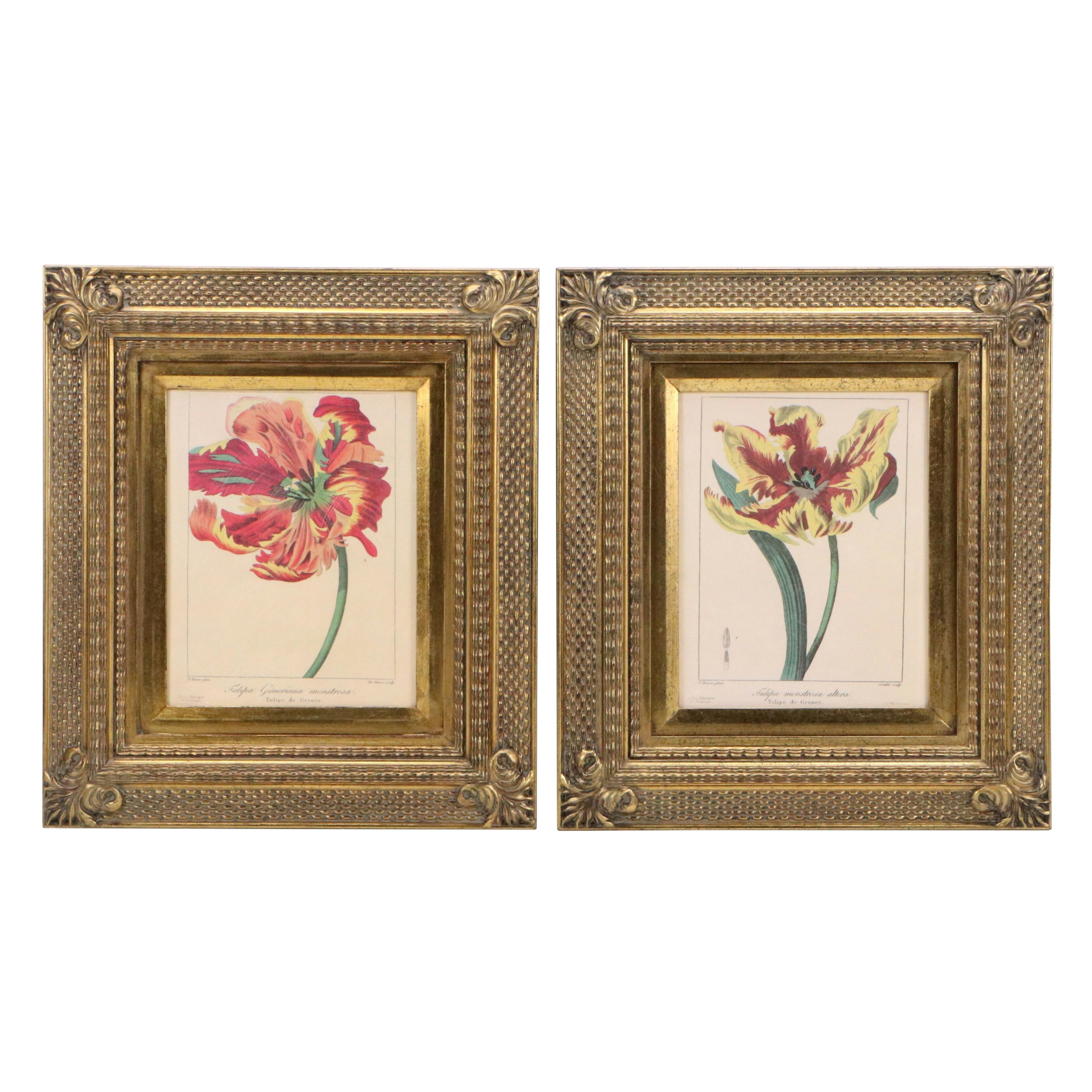 Botanical Illustration Reproduction Offset Lithographs