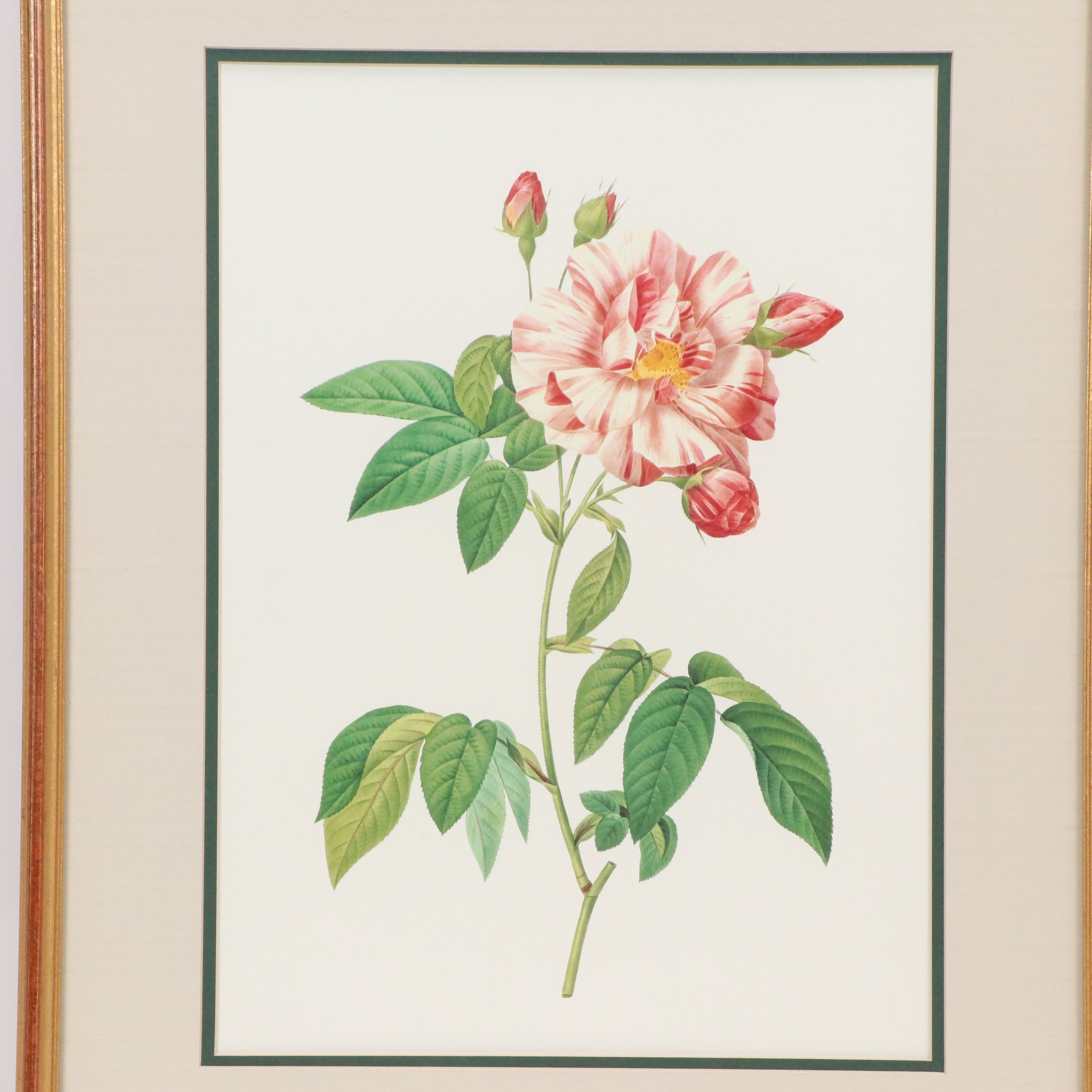 Botanical Offset Lithographs After Pierre-Joseph Redouté, 21st Century