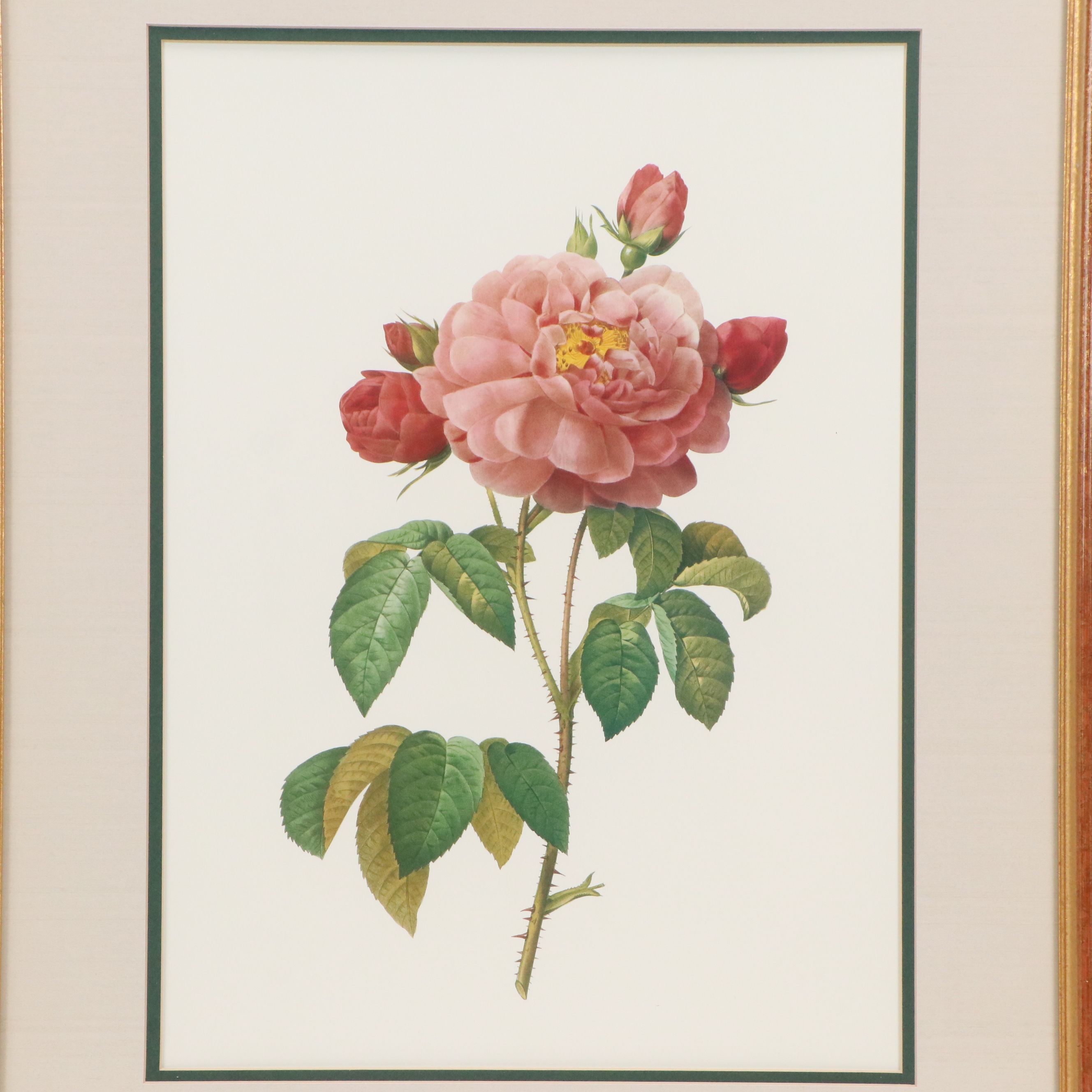Botanical Offset Lithographs After Pierre-Joseph Redouté, 21st Century
