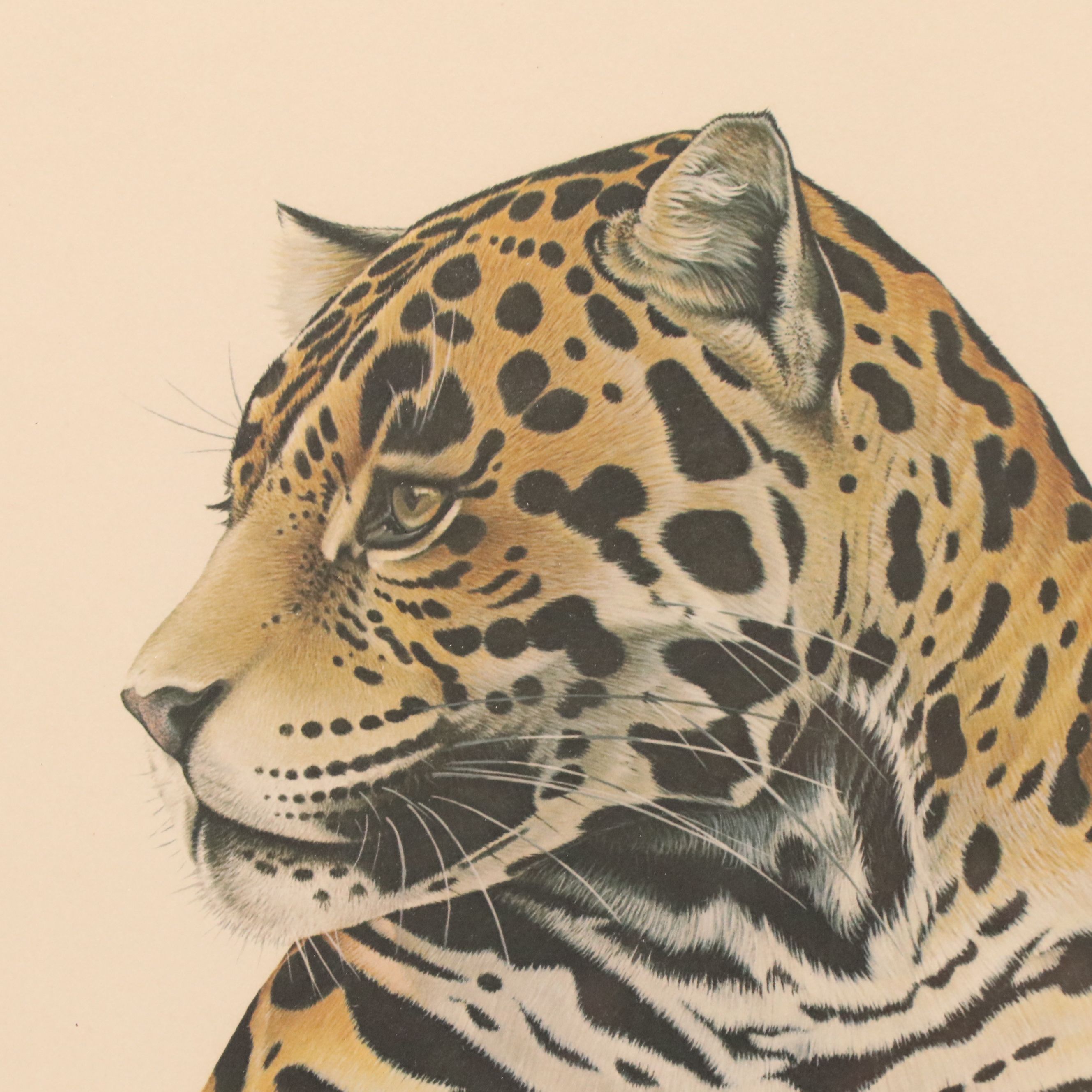 Richard Evans Younger Offset Lithograph "Jaguar (Felis Onca)," Circa 1974