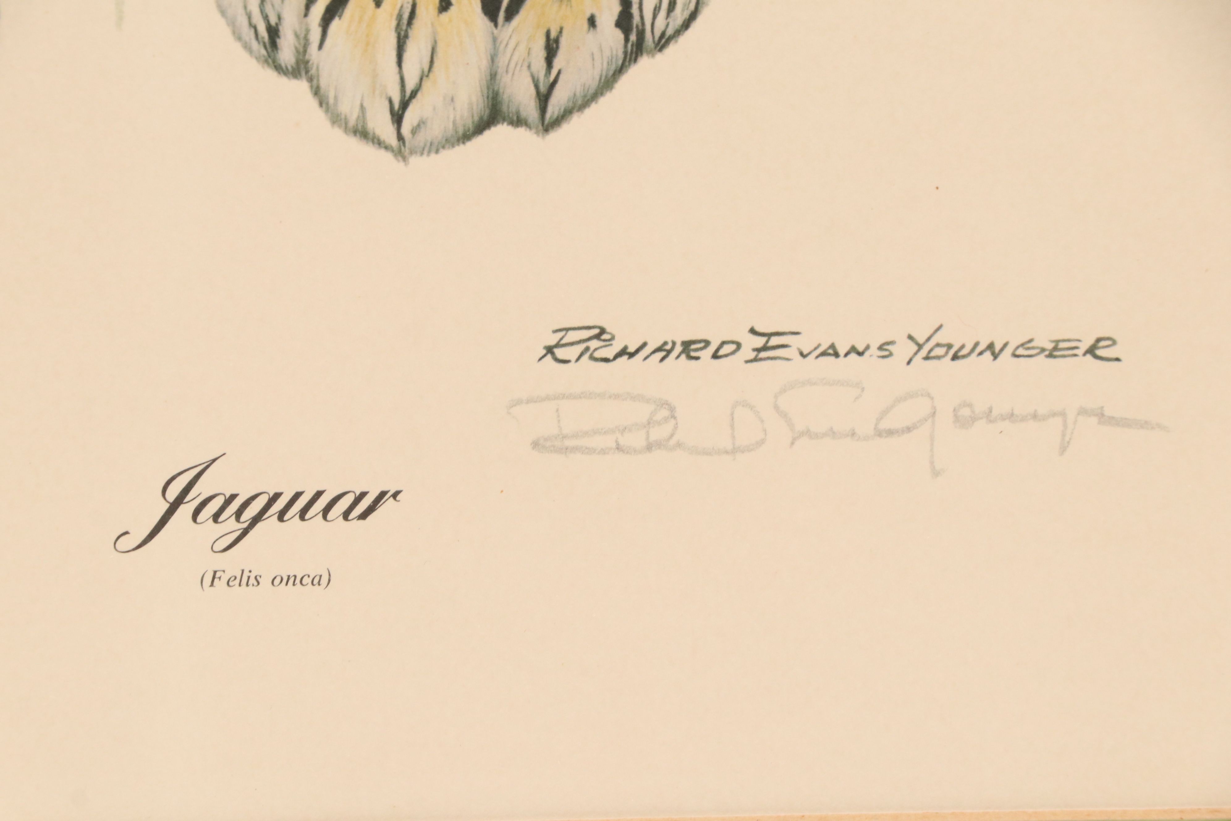 Richard Evans Younger Offset Lithograph "Jaguar (Felis Onca)," Circa 1974