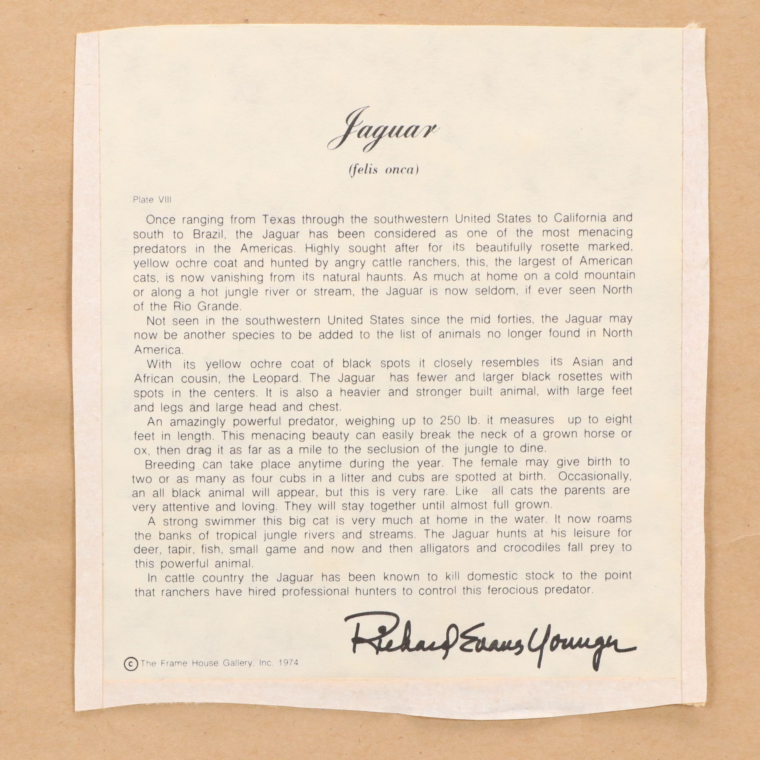Richard Evans Younger Offset Lithograph "Jaguar (Felis Onca)," Circa 1974