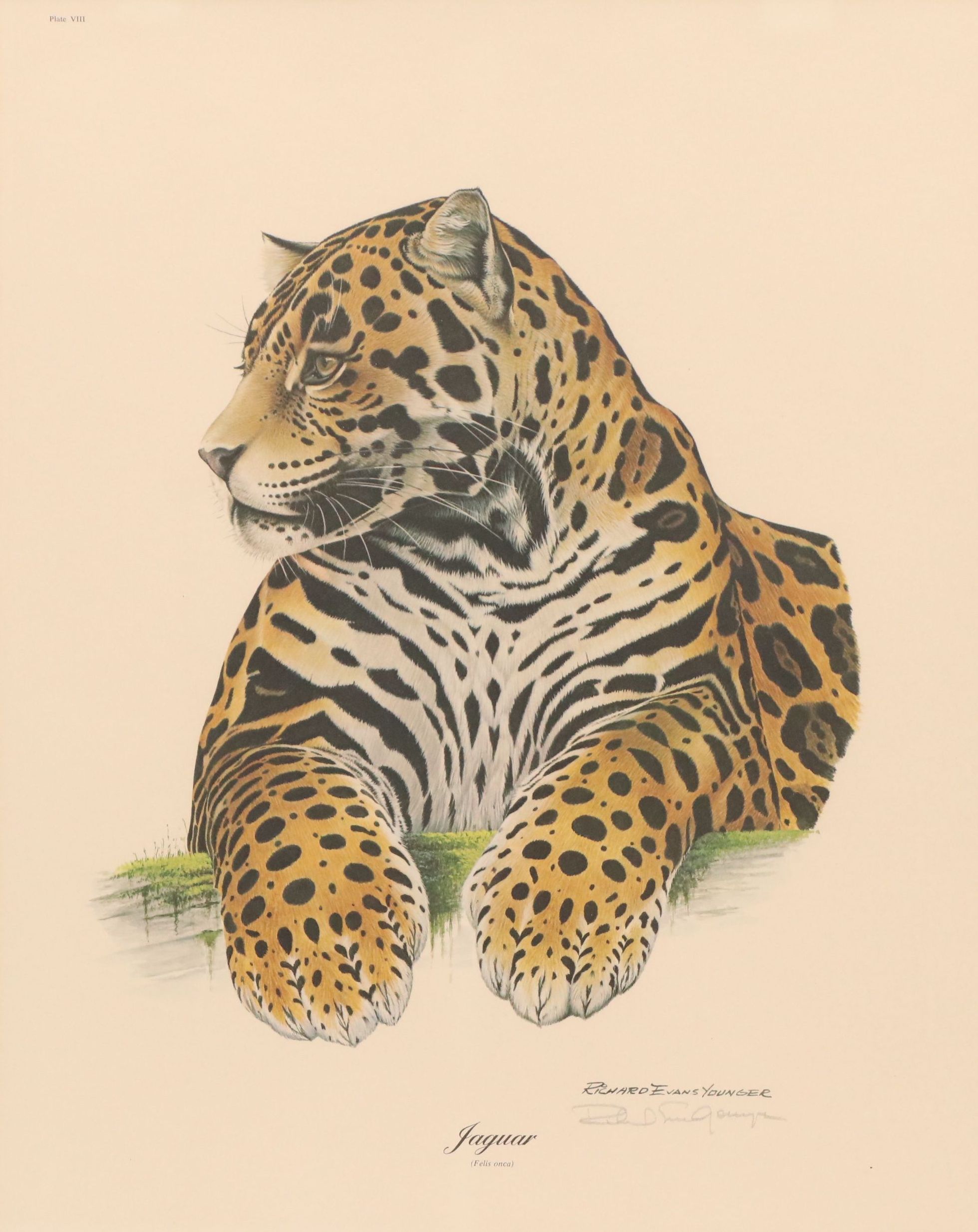 Richard Evans Younger Offset Lithograph "Jaguar (Felis Onca)," Circa 1974
