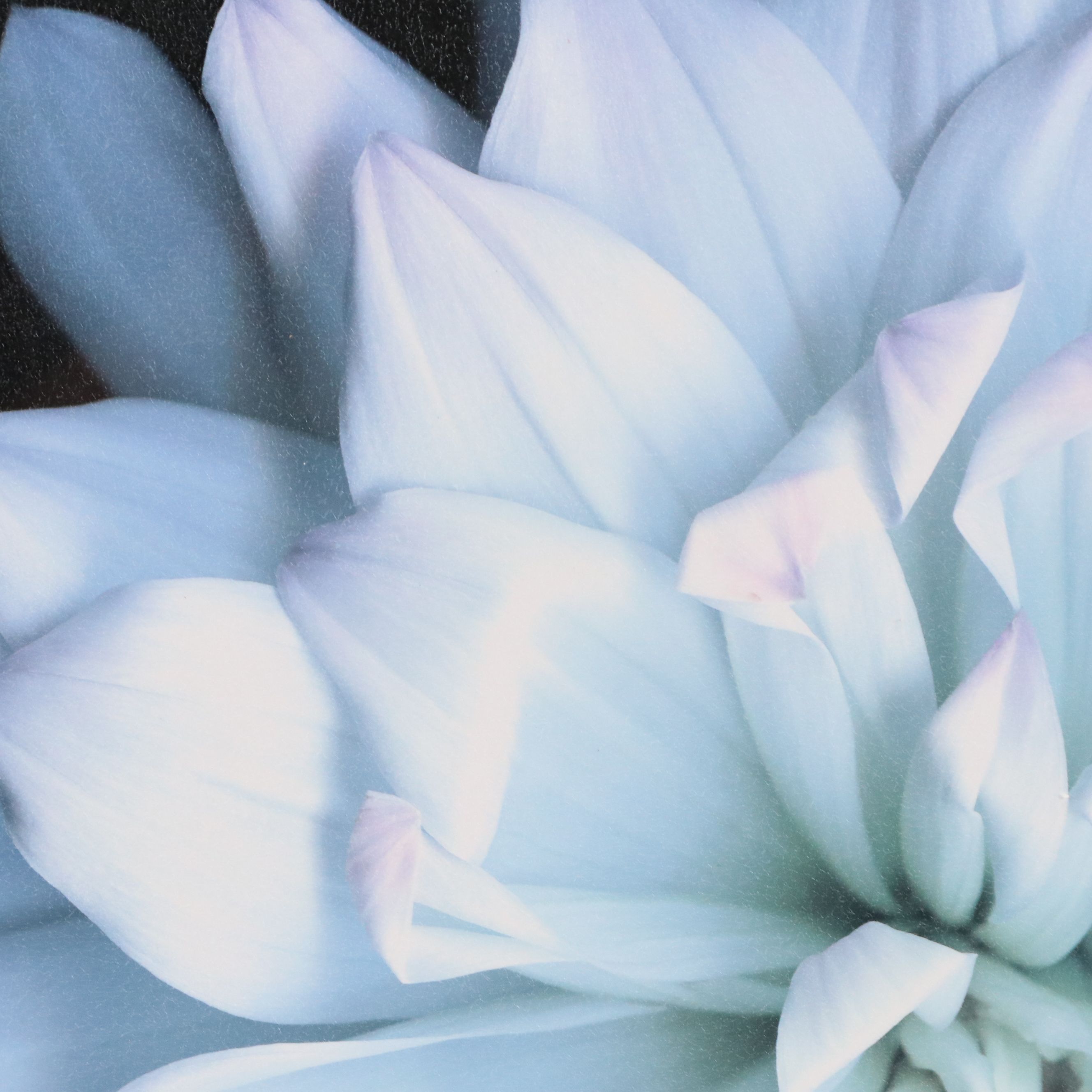 Offset Lithograph of Flowers, 21st Century