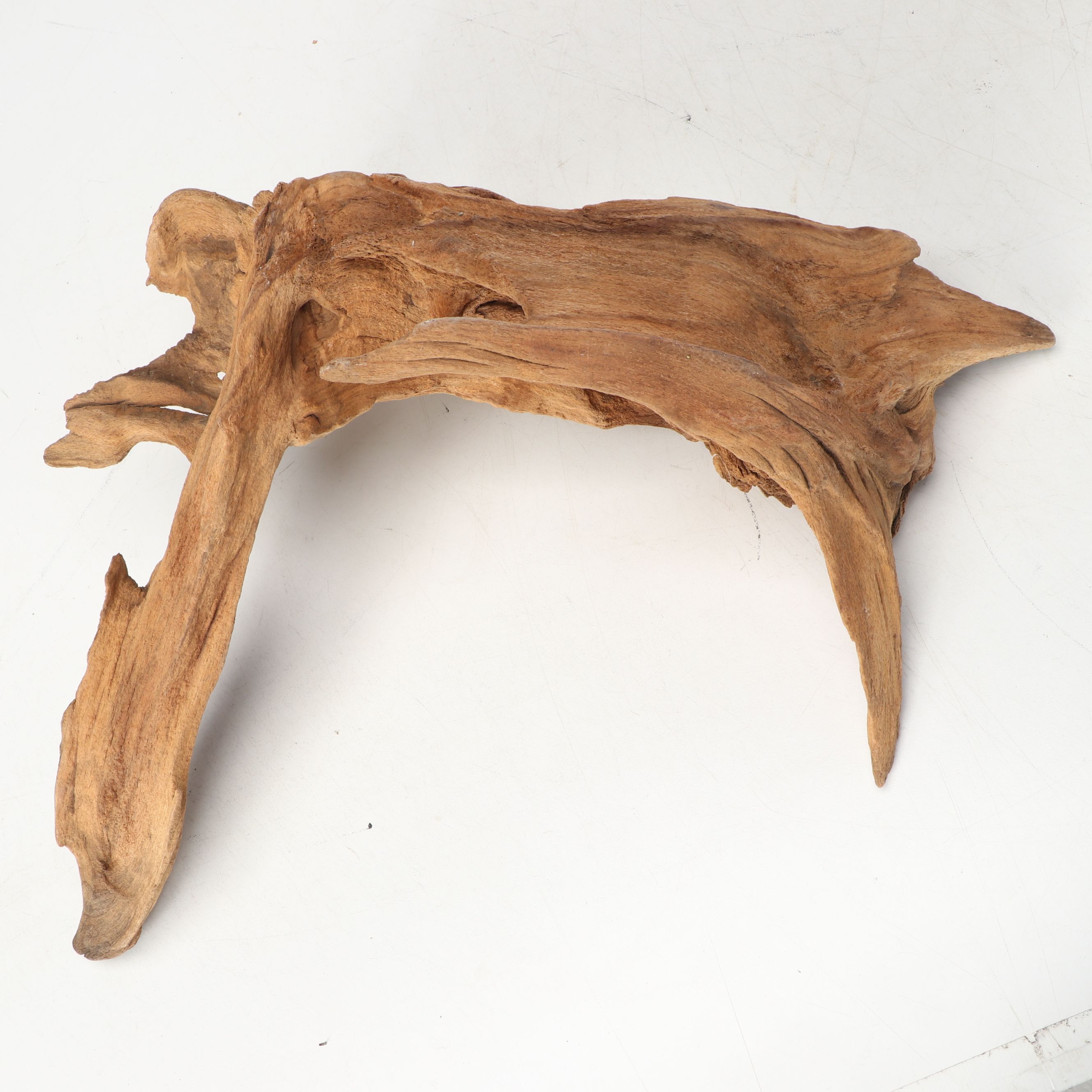 Natural Cypress Tree Knees