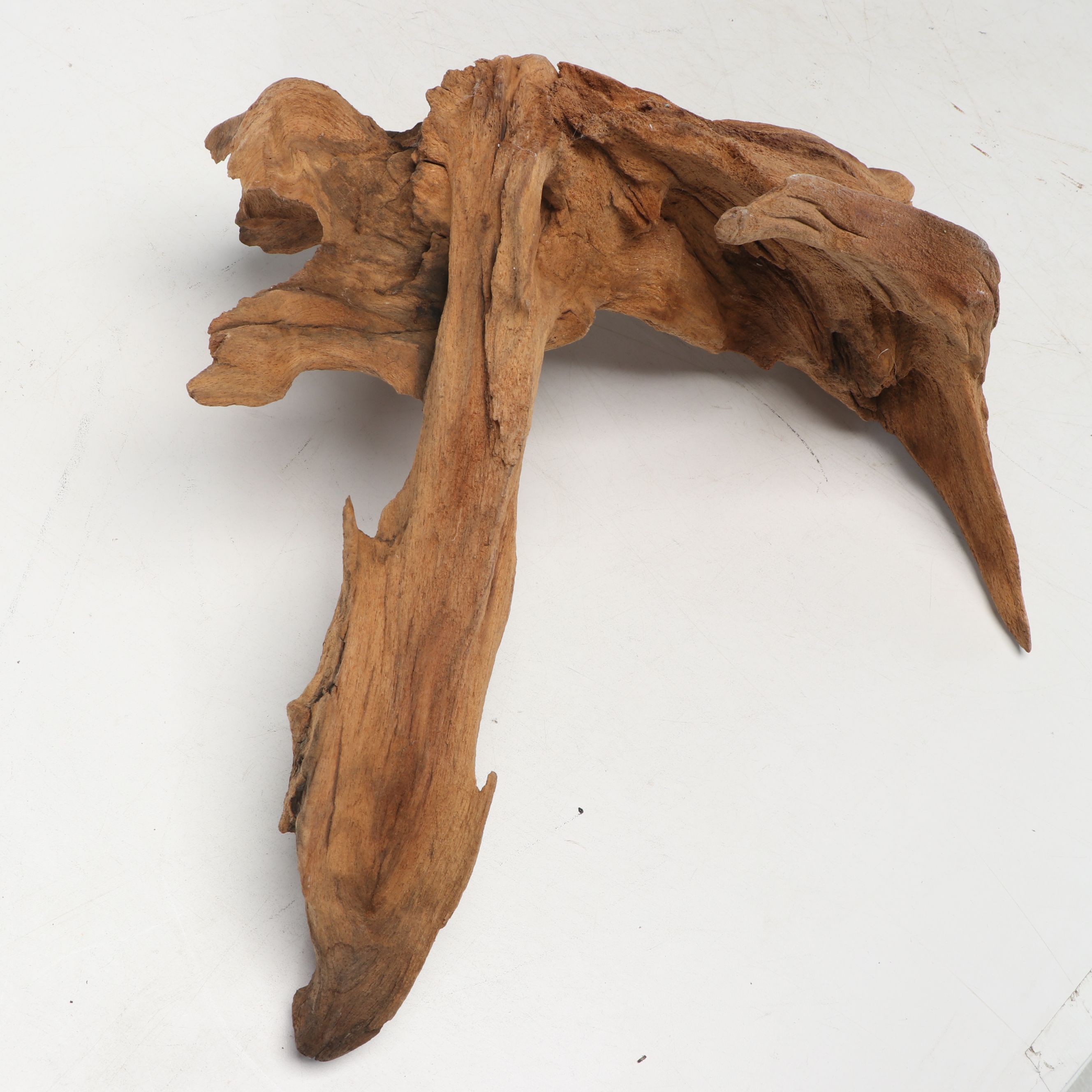 Natural Cypress Tree Knees