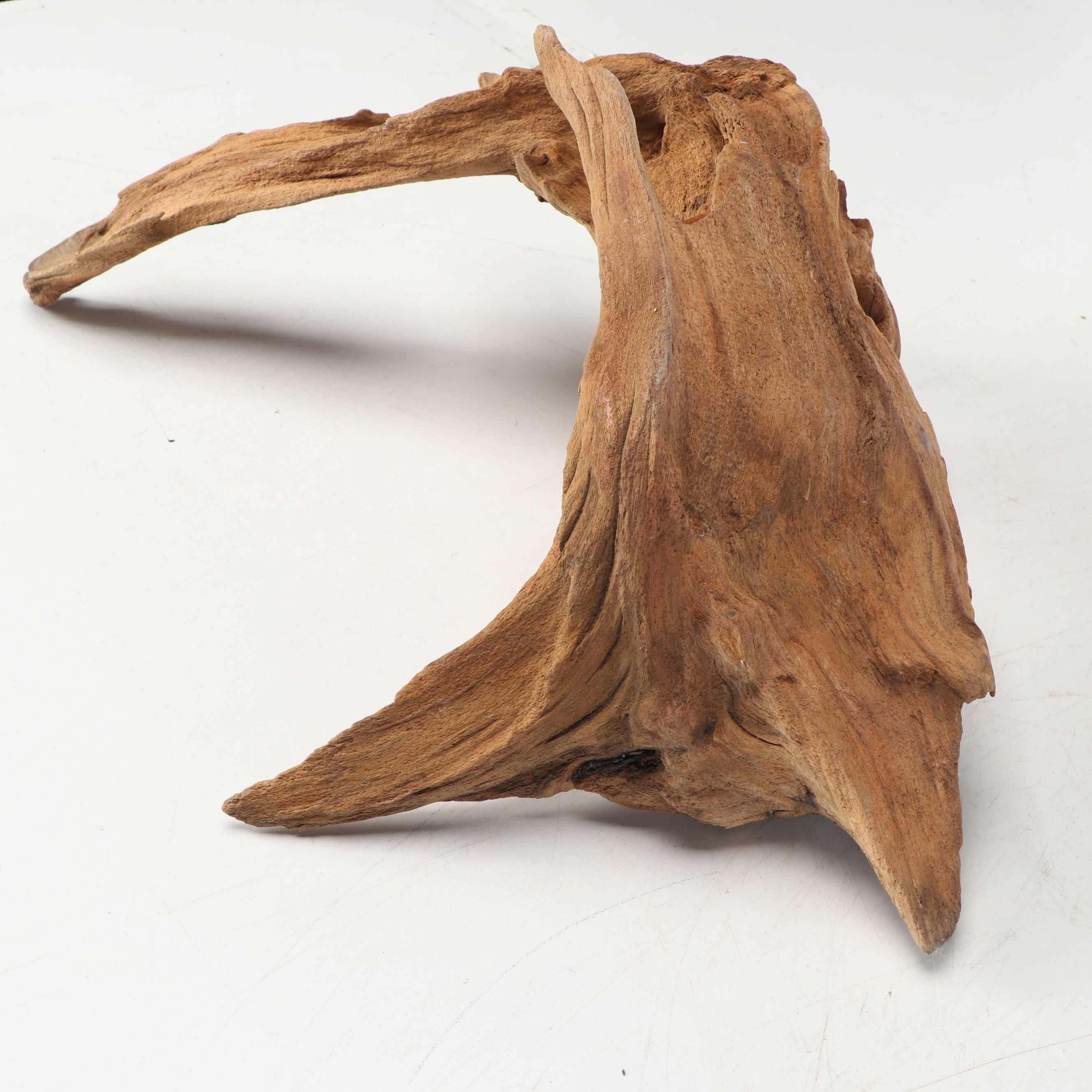 Natural Cypress Tree Knees