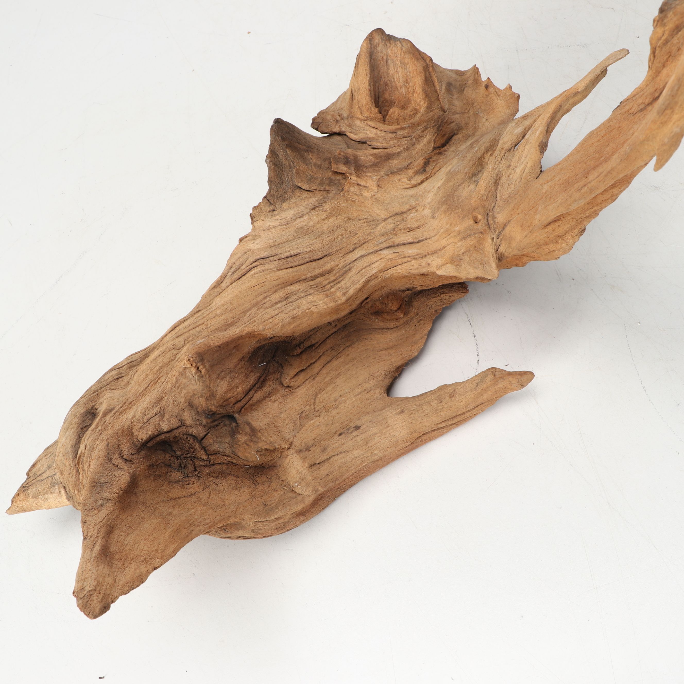 Natural Cypress Tree Knees