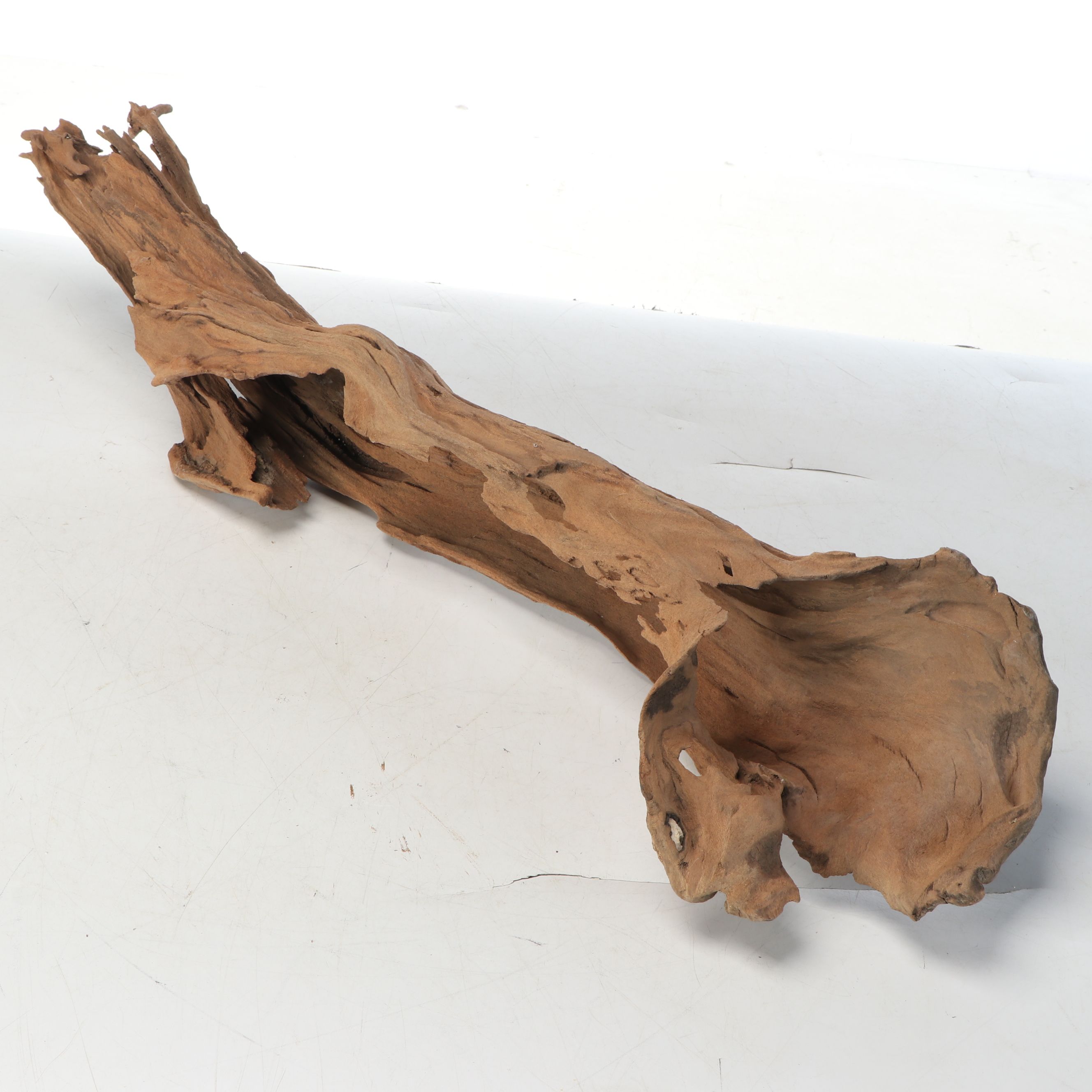 Natural Cypress Tree Knees