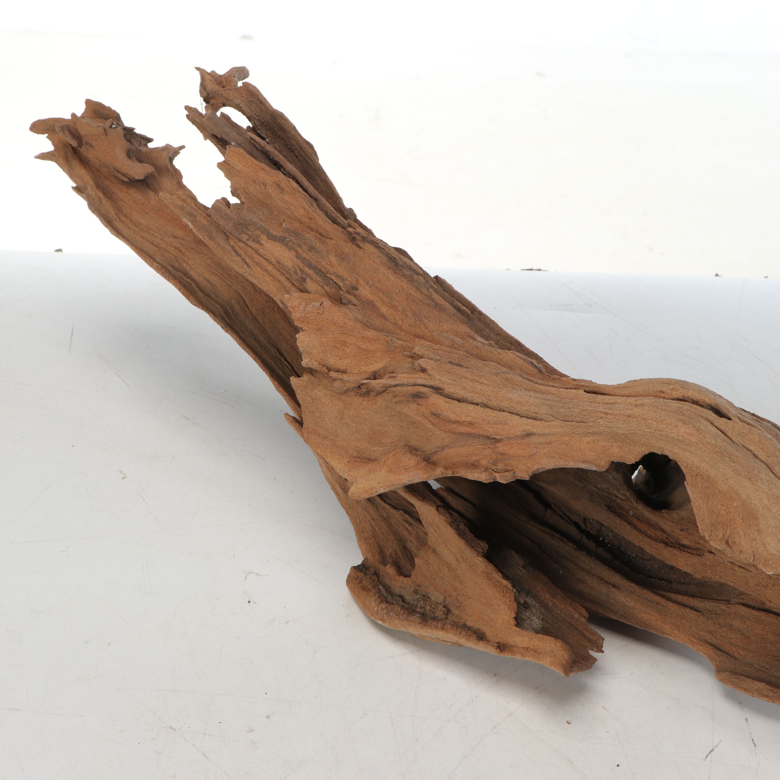 Natural Cypress Tree Knees