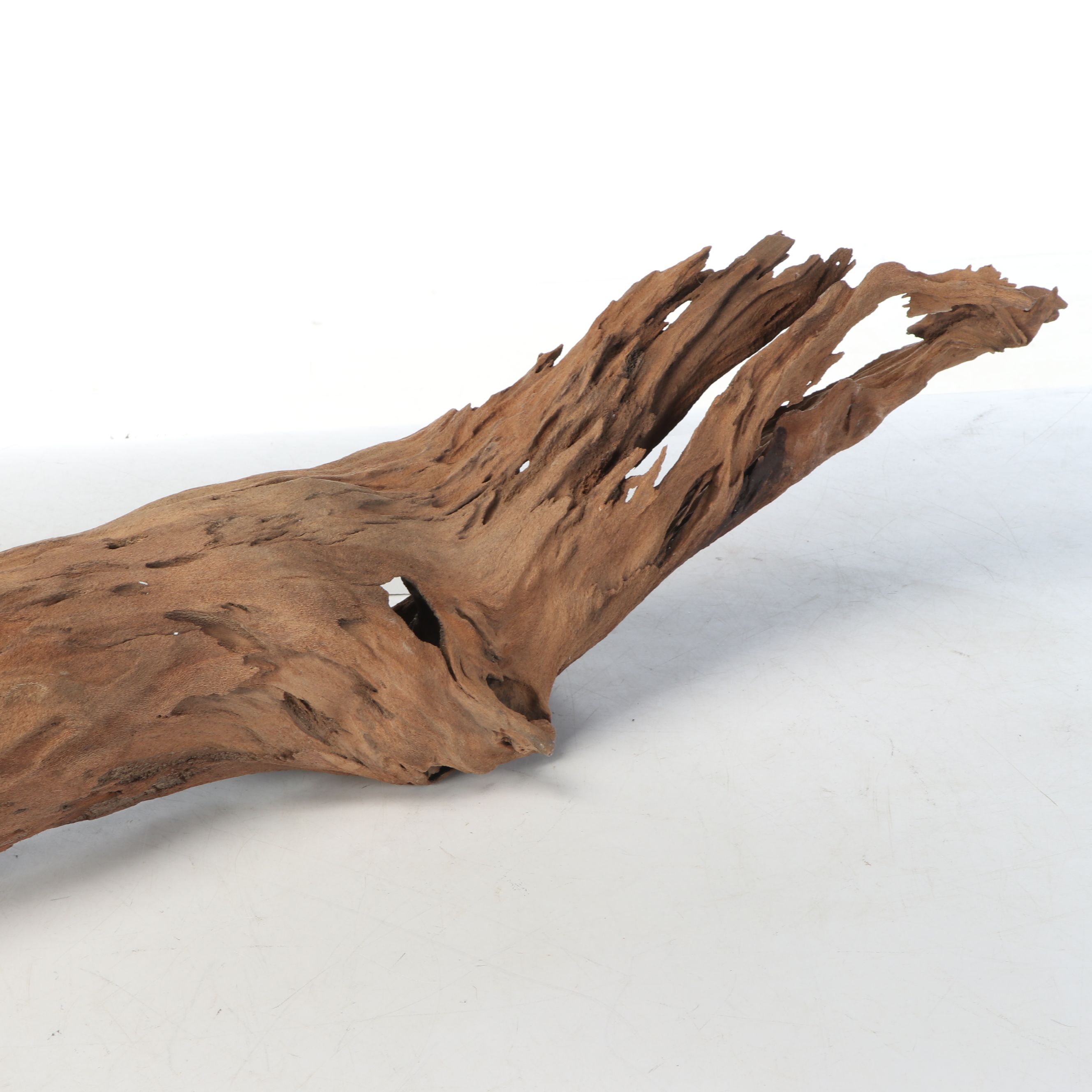 Natural Cypress Tree Knees