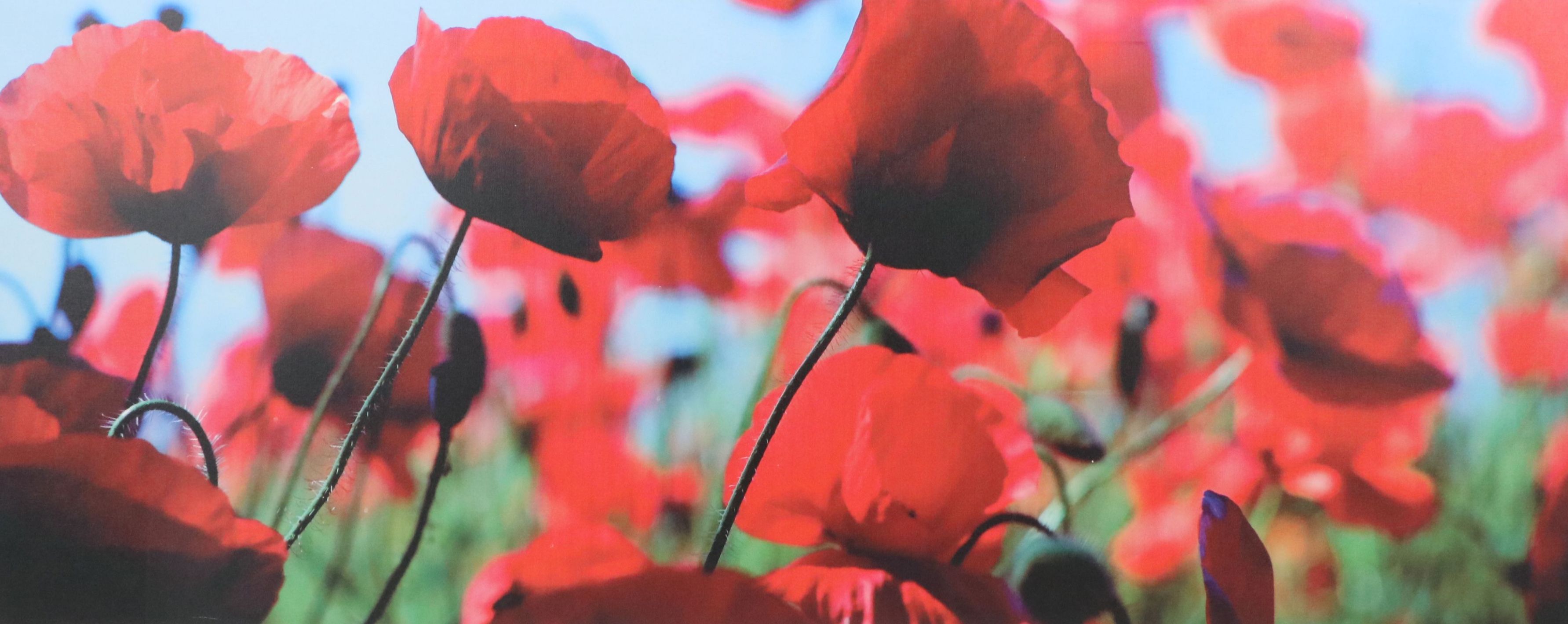 After Bjorn Wennerwald Gicleé on Canvas "Poppies," 21st Century