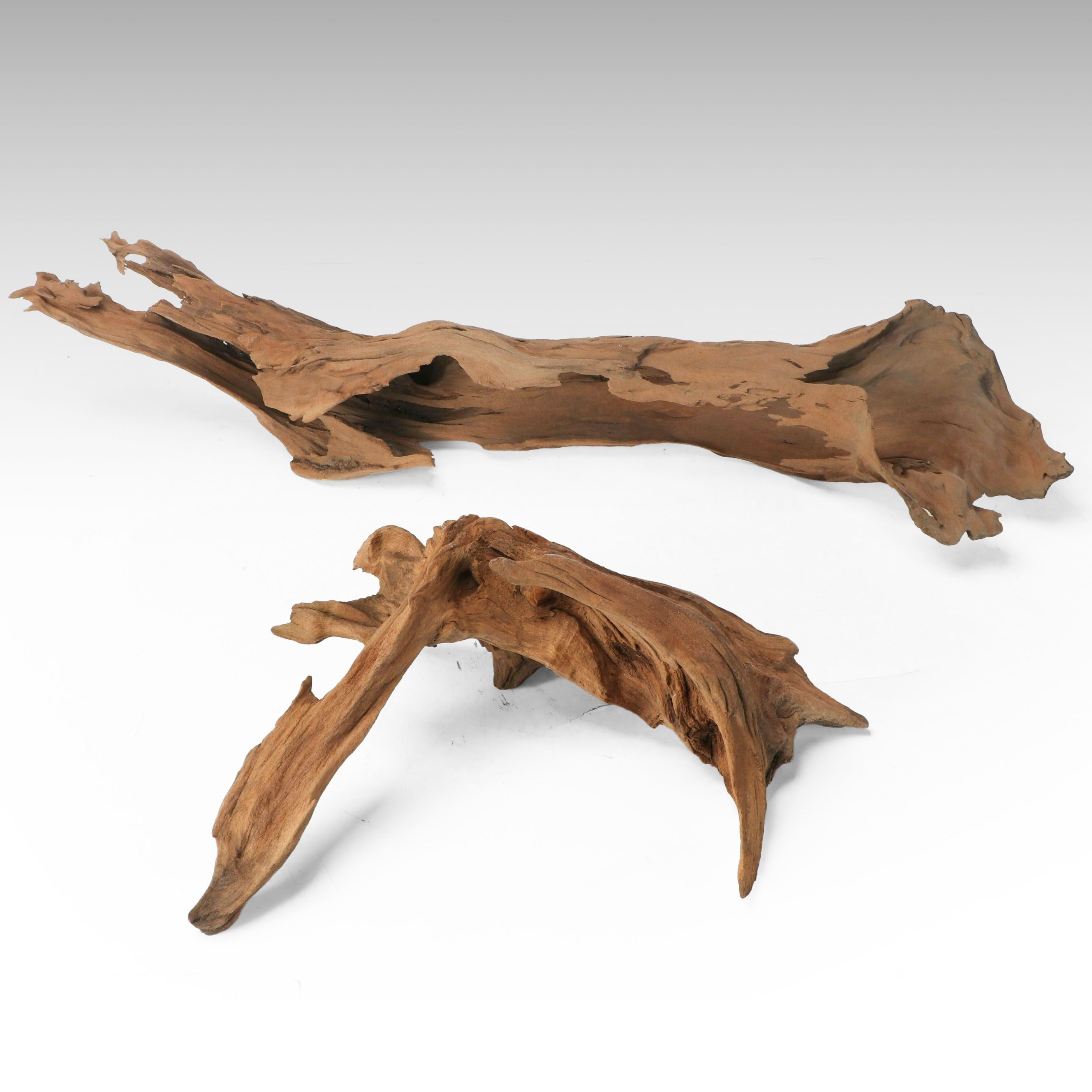 Natural Cypress Tree Knees