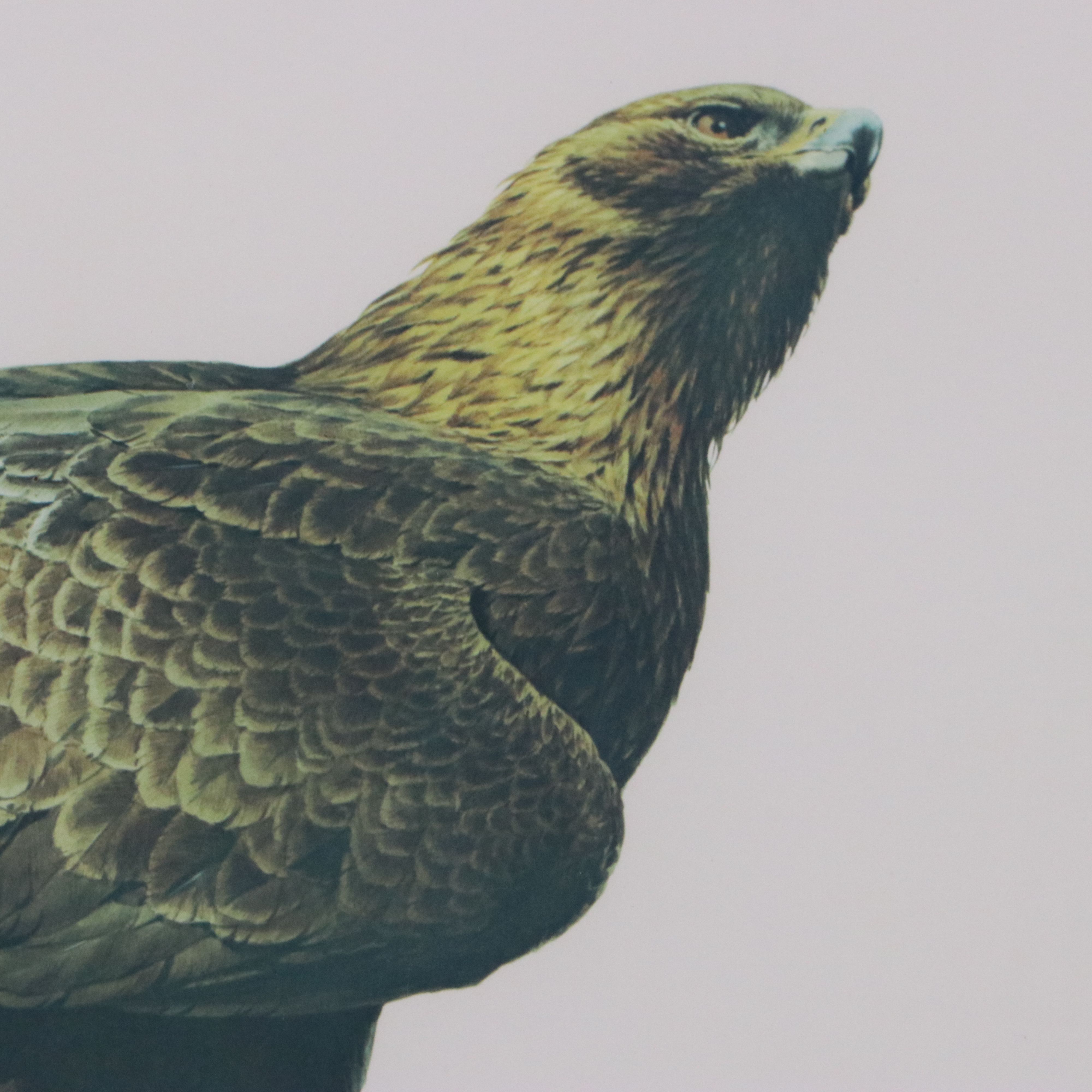 Guy Coheleach Offset Lithograph "Golden Eagle"