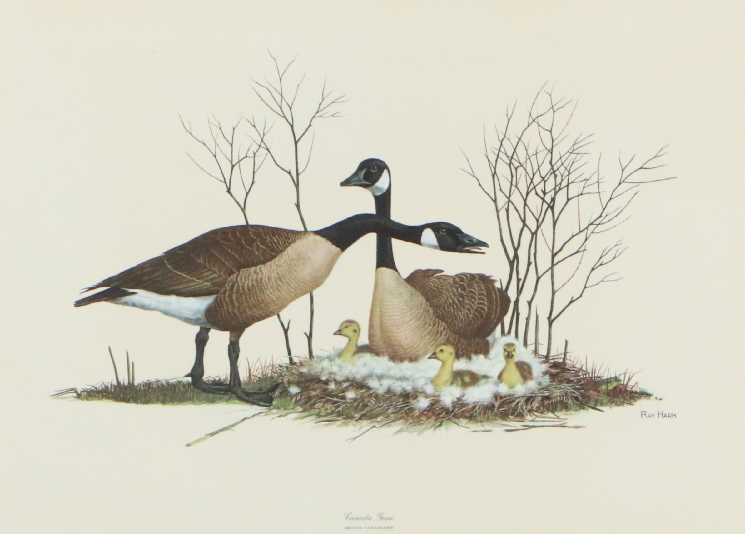 Ray Harm Offset Lithograph "Canada Goose"