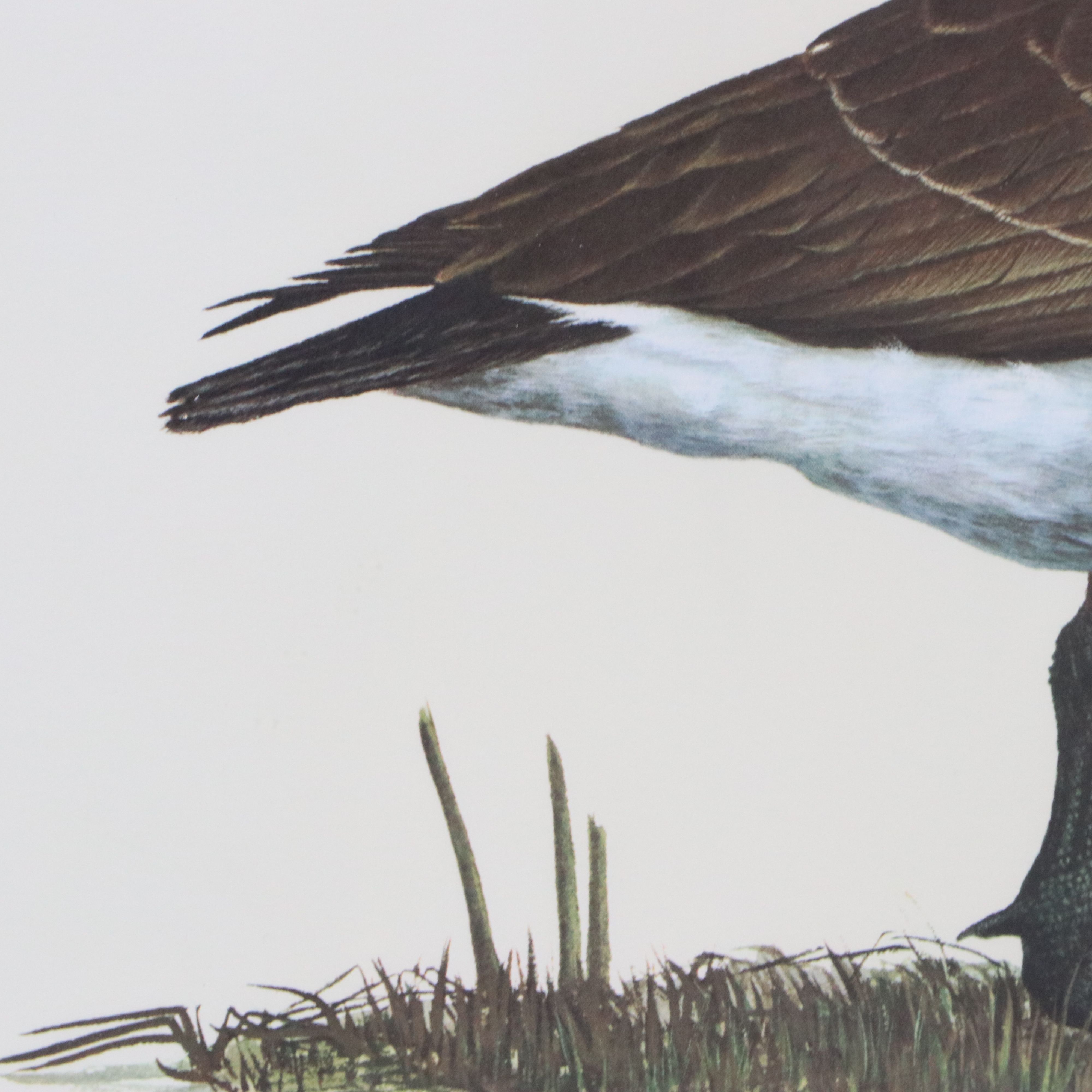 Ray Harm Offset Lithograph "Canada Goose"