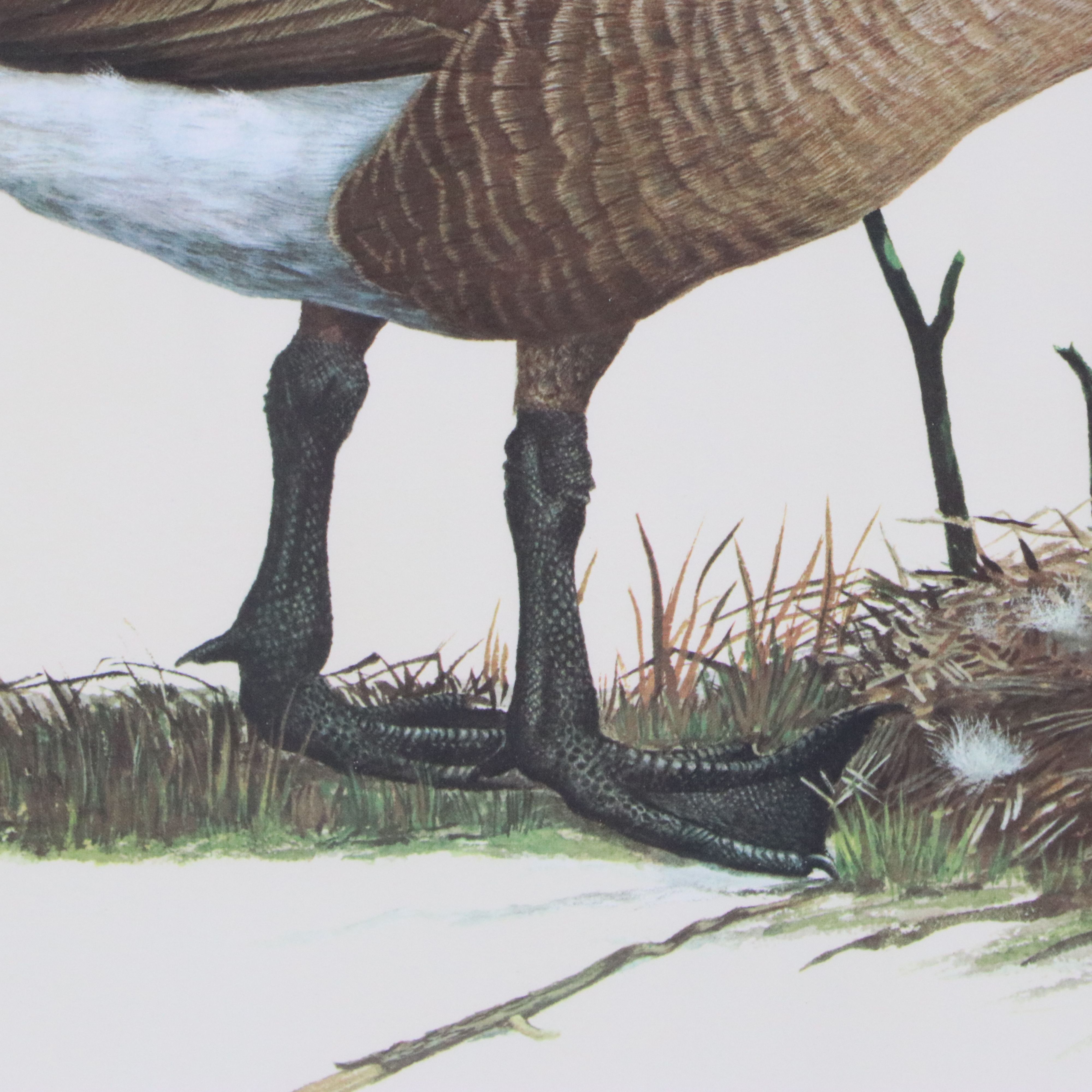 Ray Harm Offset Lithograph "Canada Goose"