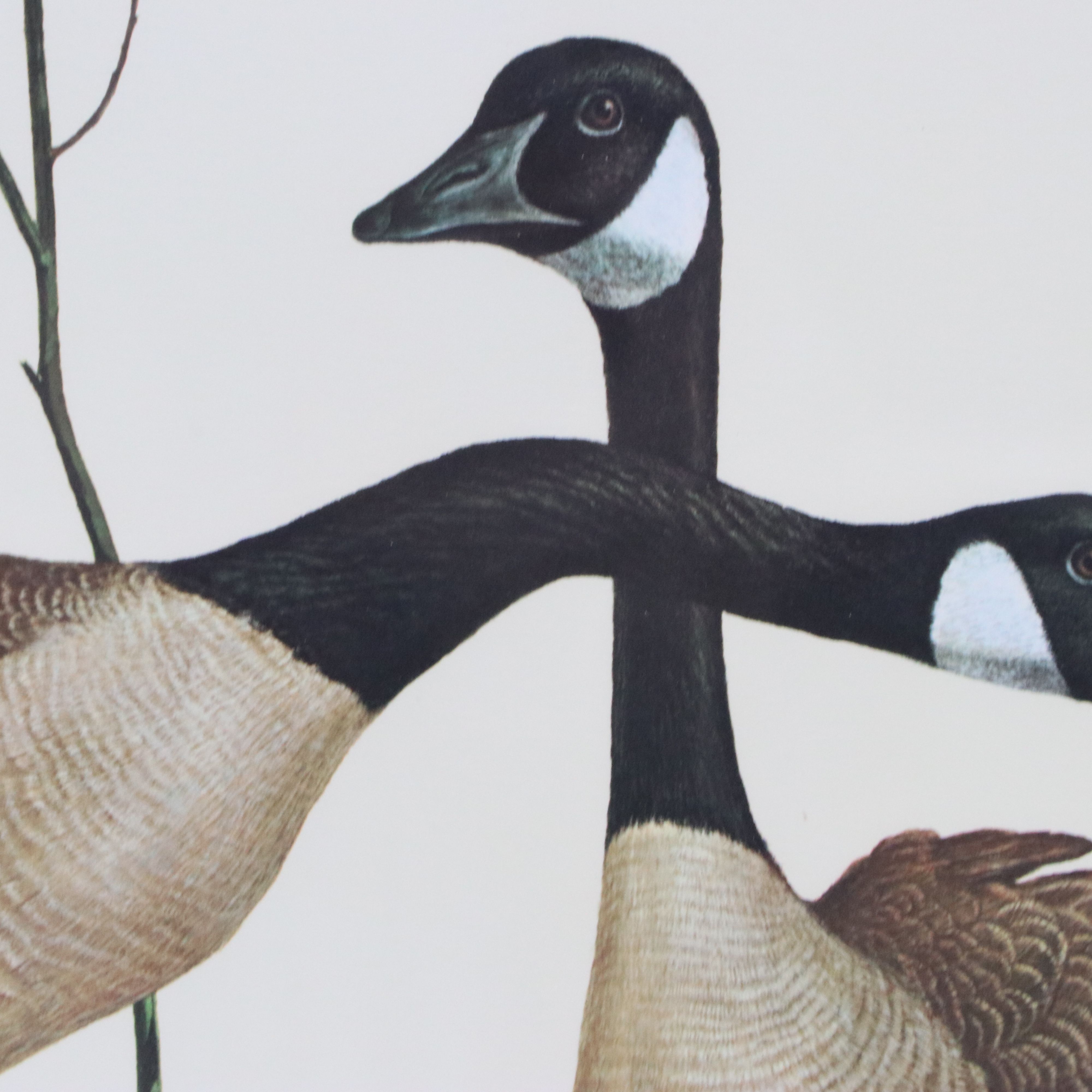 Ray Harm Offset Lithograph "Canada Goose"