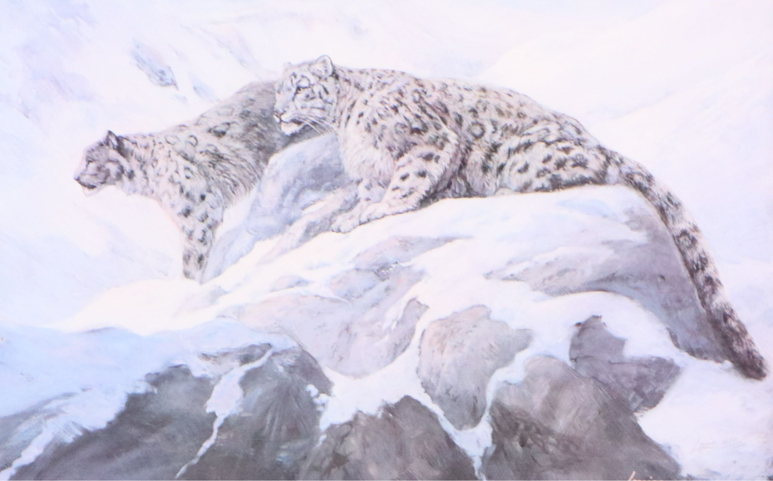 Louise Lopina Offset Lithograph of Snow Leopards