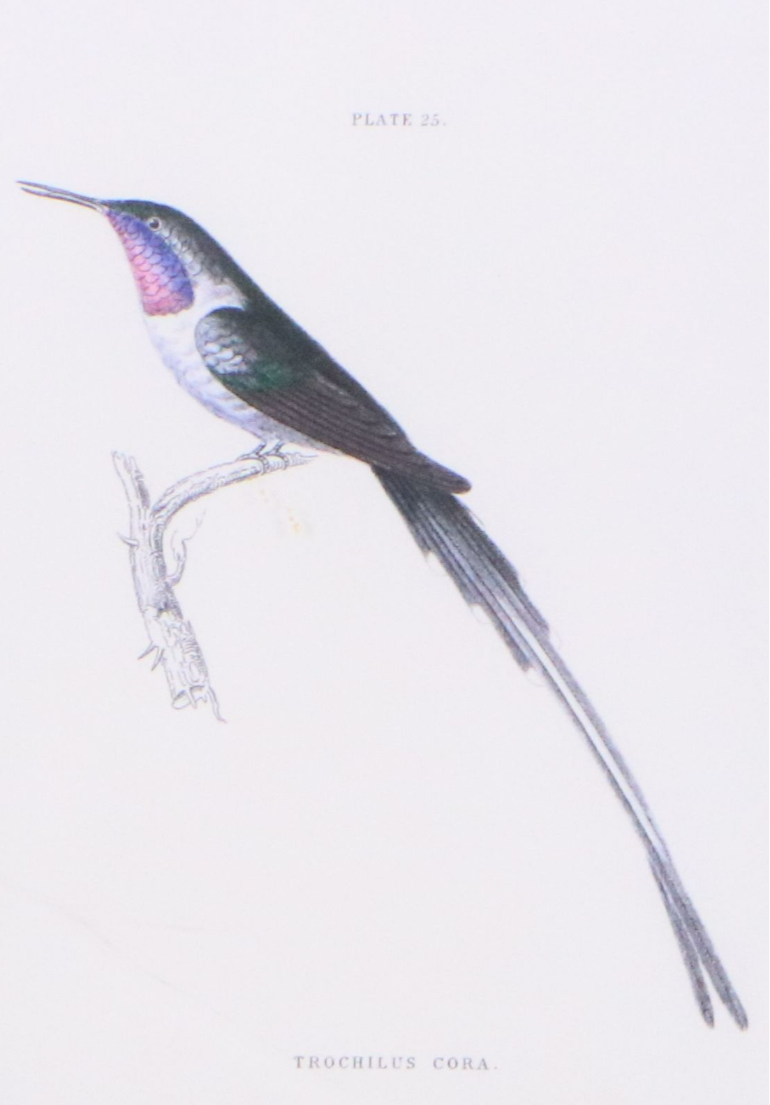 Ornithological Digital Print After William Home Lizars "Trochilus Cora"