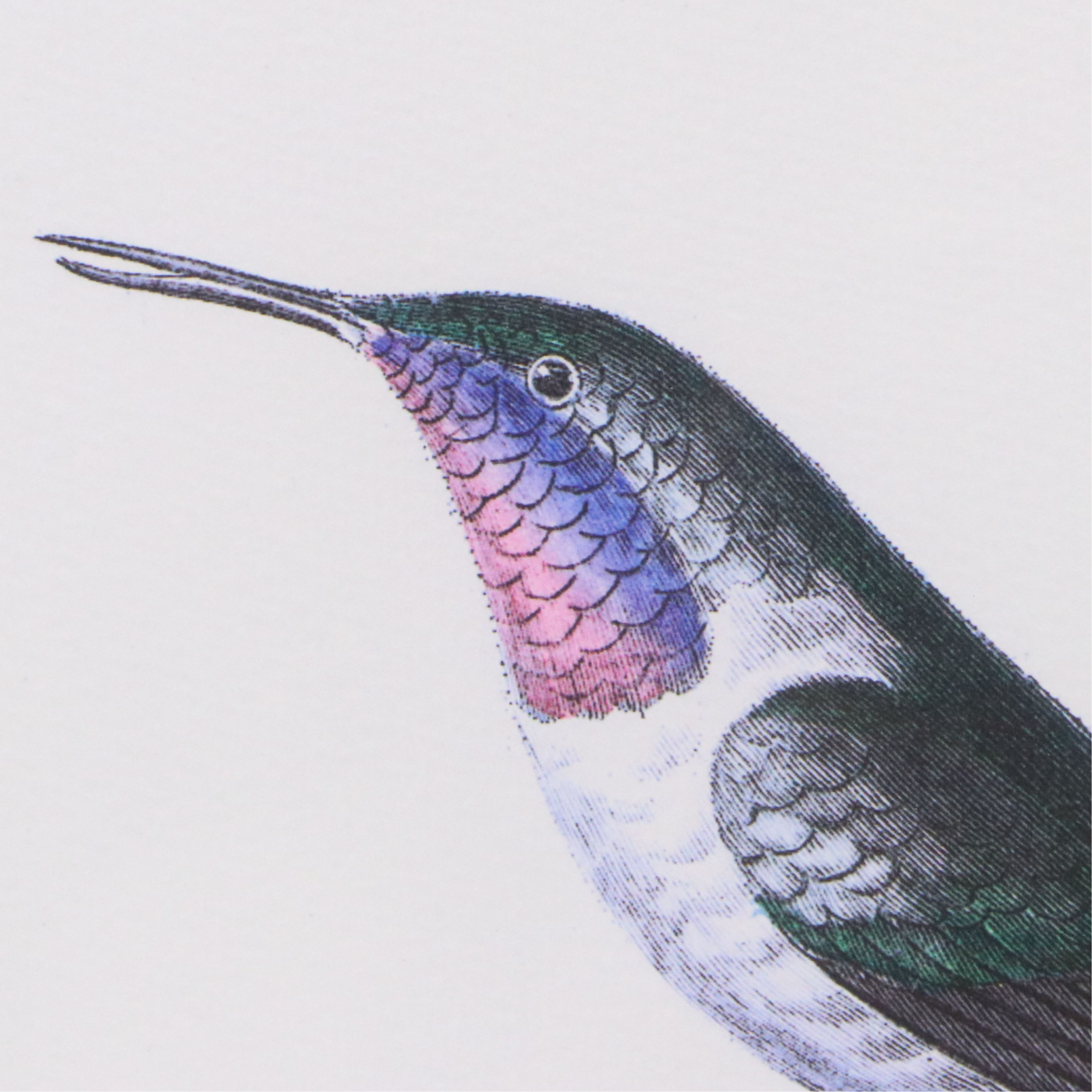 Ornithological Digital Print After William Home Lizars "Trochilus Cora"