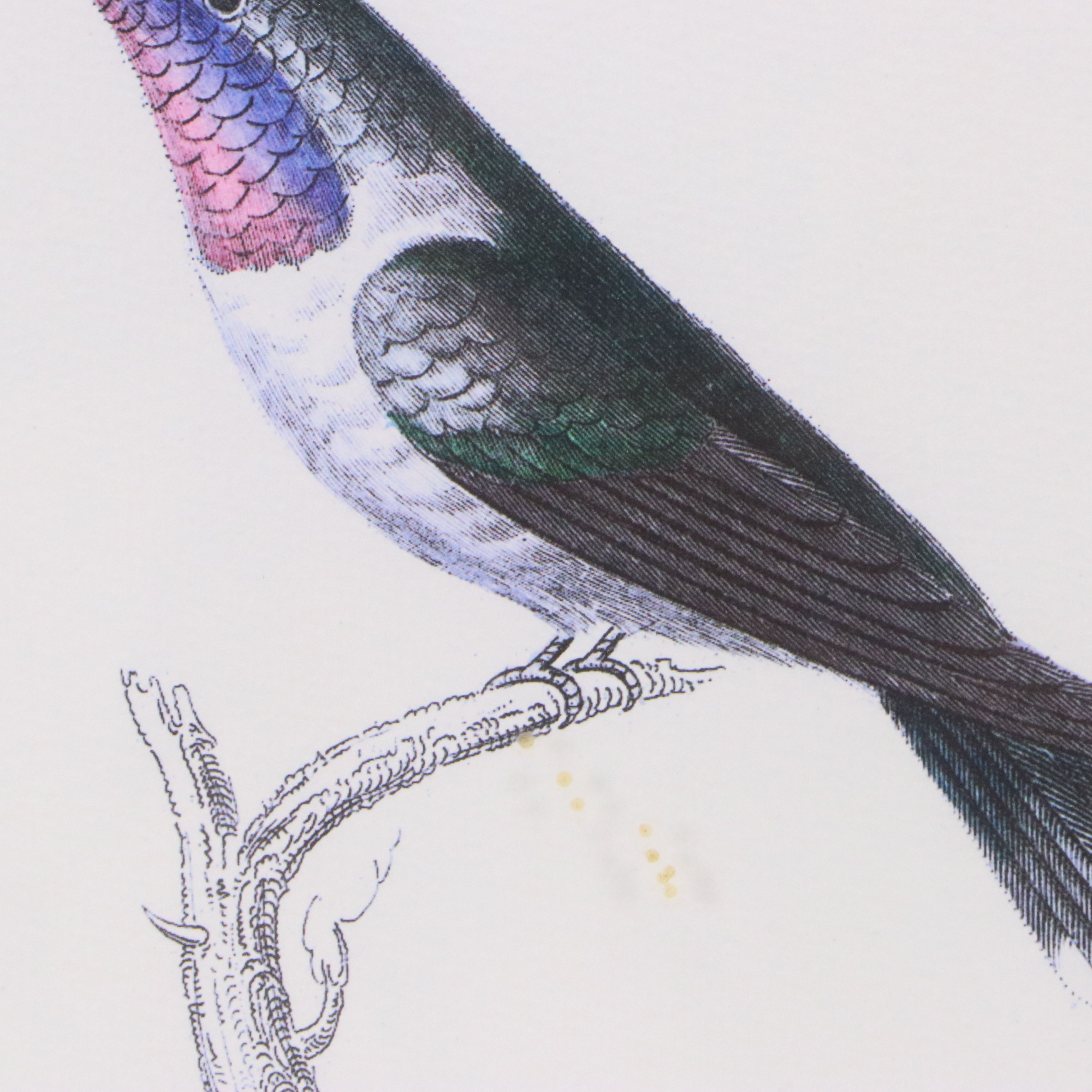 Ornithological Digital Print After William Home Lizars "Trochilus Cora"