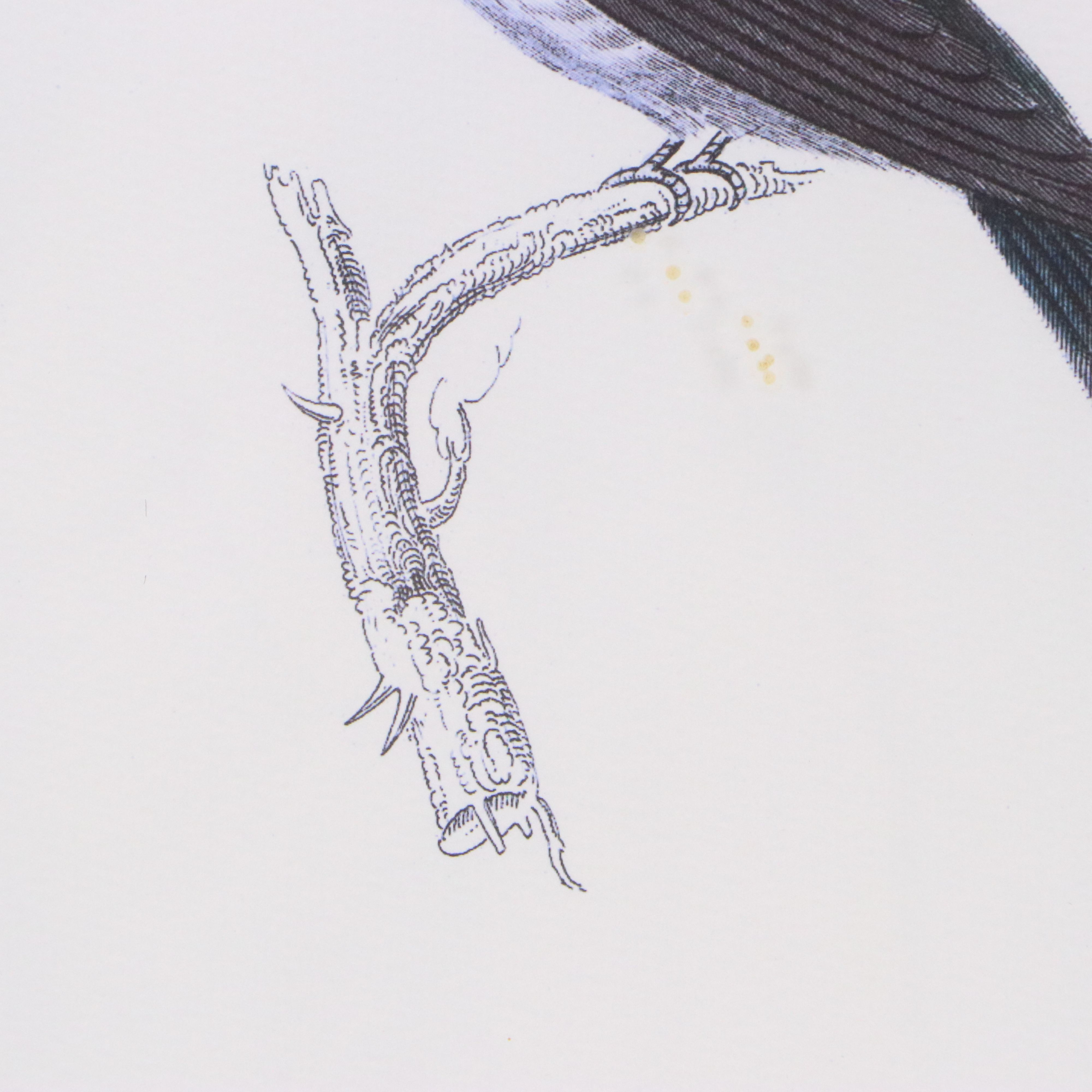 Ornithological Digital Print After William Home Lizars "Trochilus Cora"