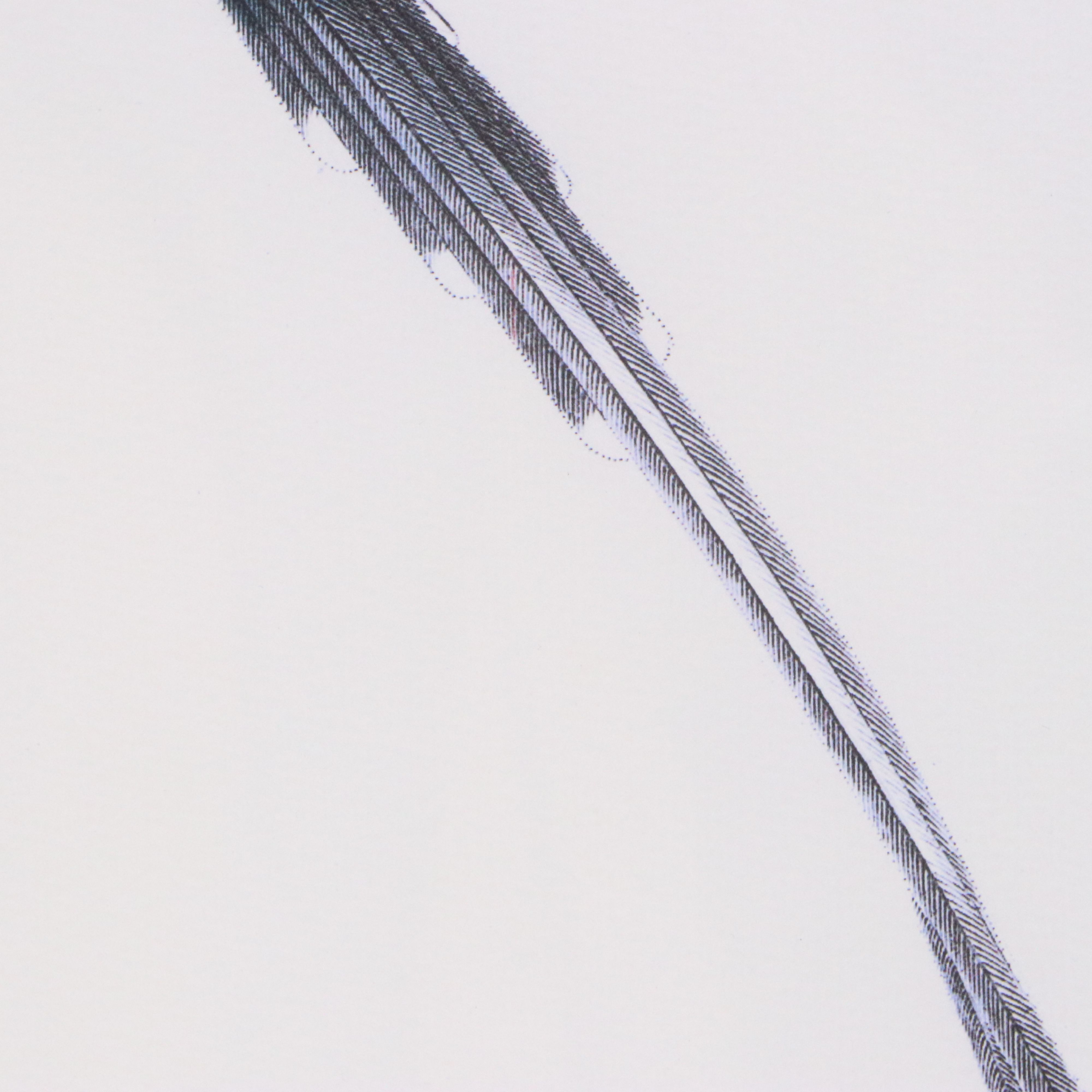 Ornithological Digital Print After William Home Lizars "Trochilus Cora"