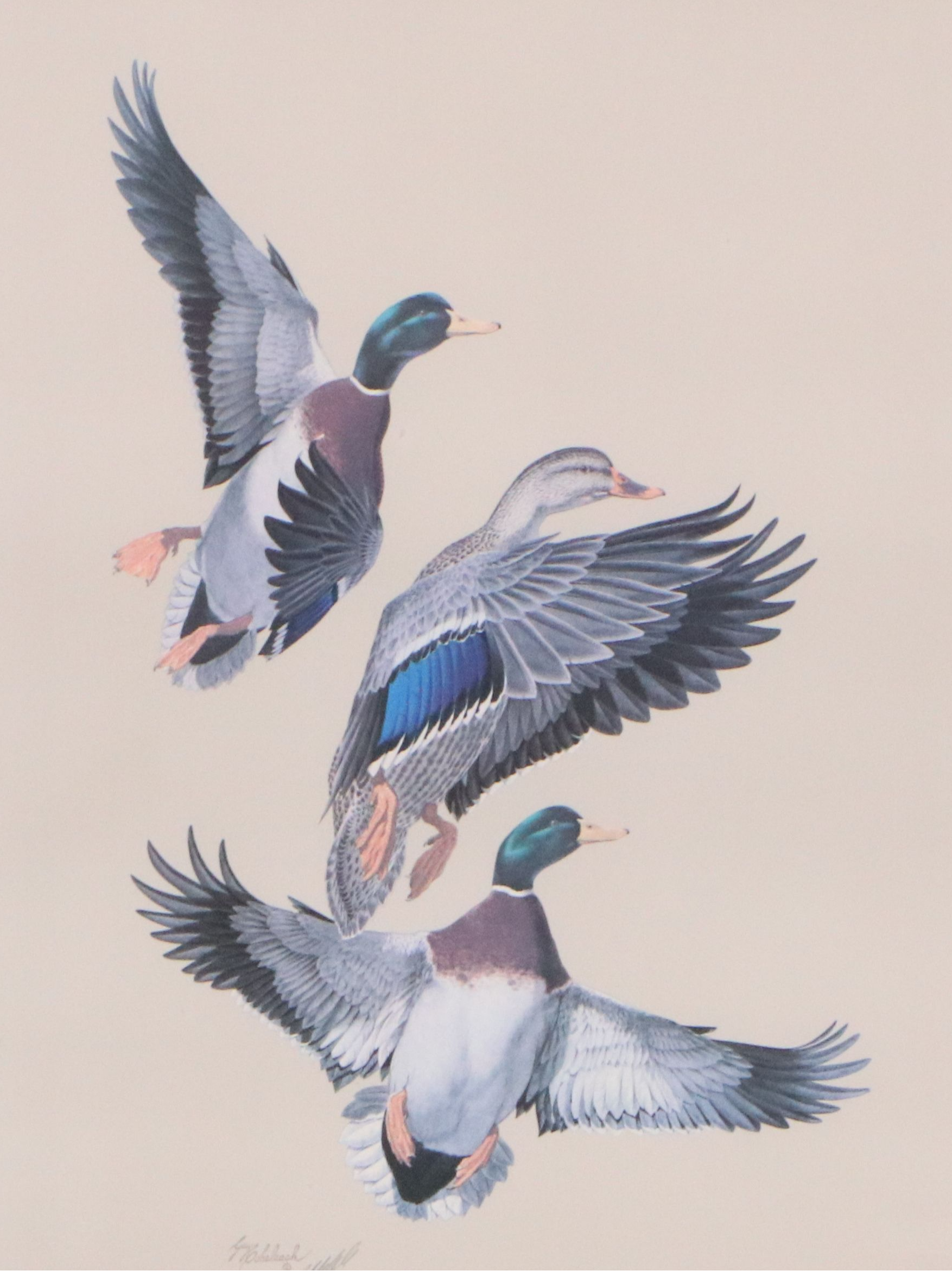 Guy Coheleach Offset Lithograph of Alighting Mallards