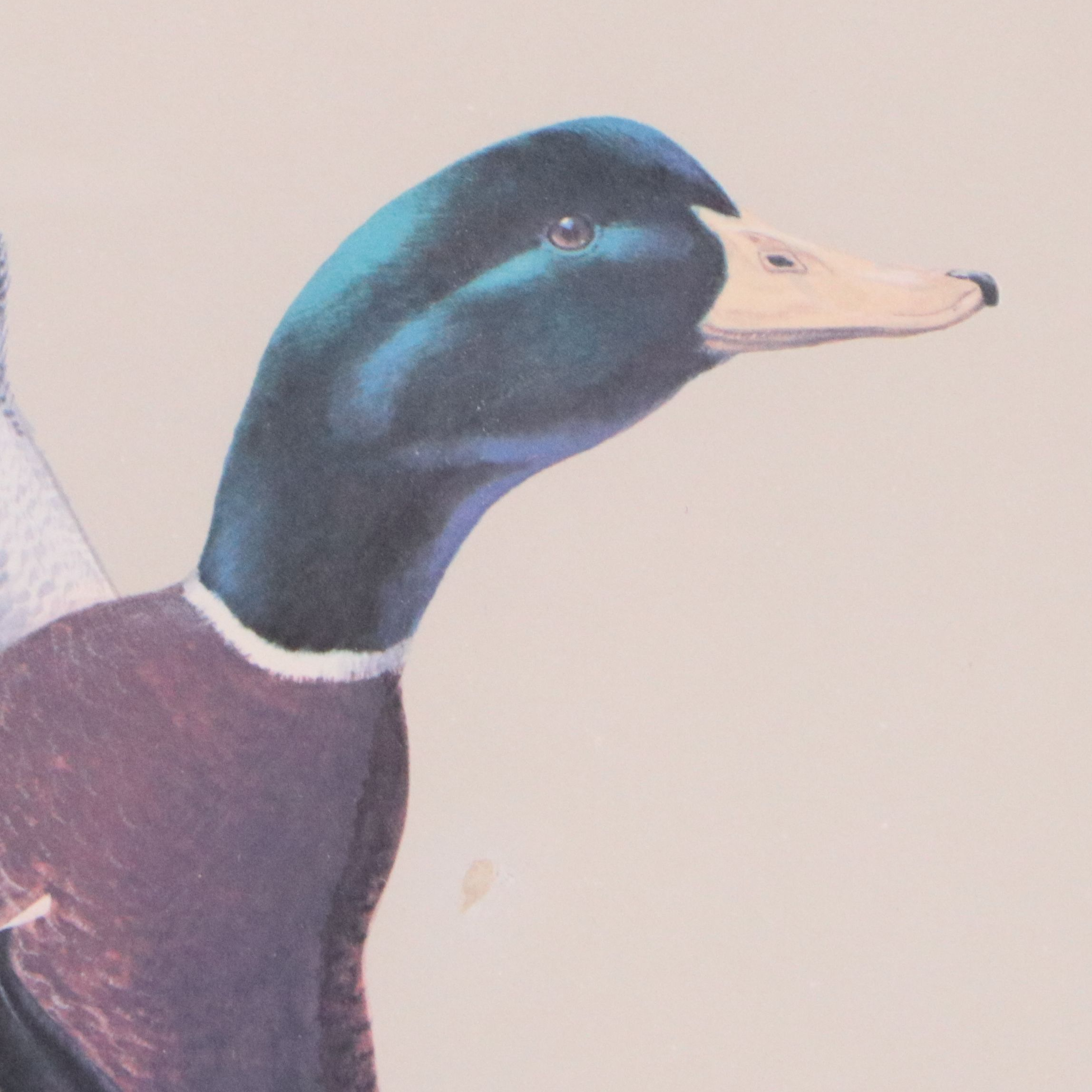 Guy Coheleach Offset Lithograph of Alighting Mallards